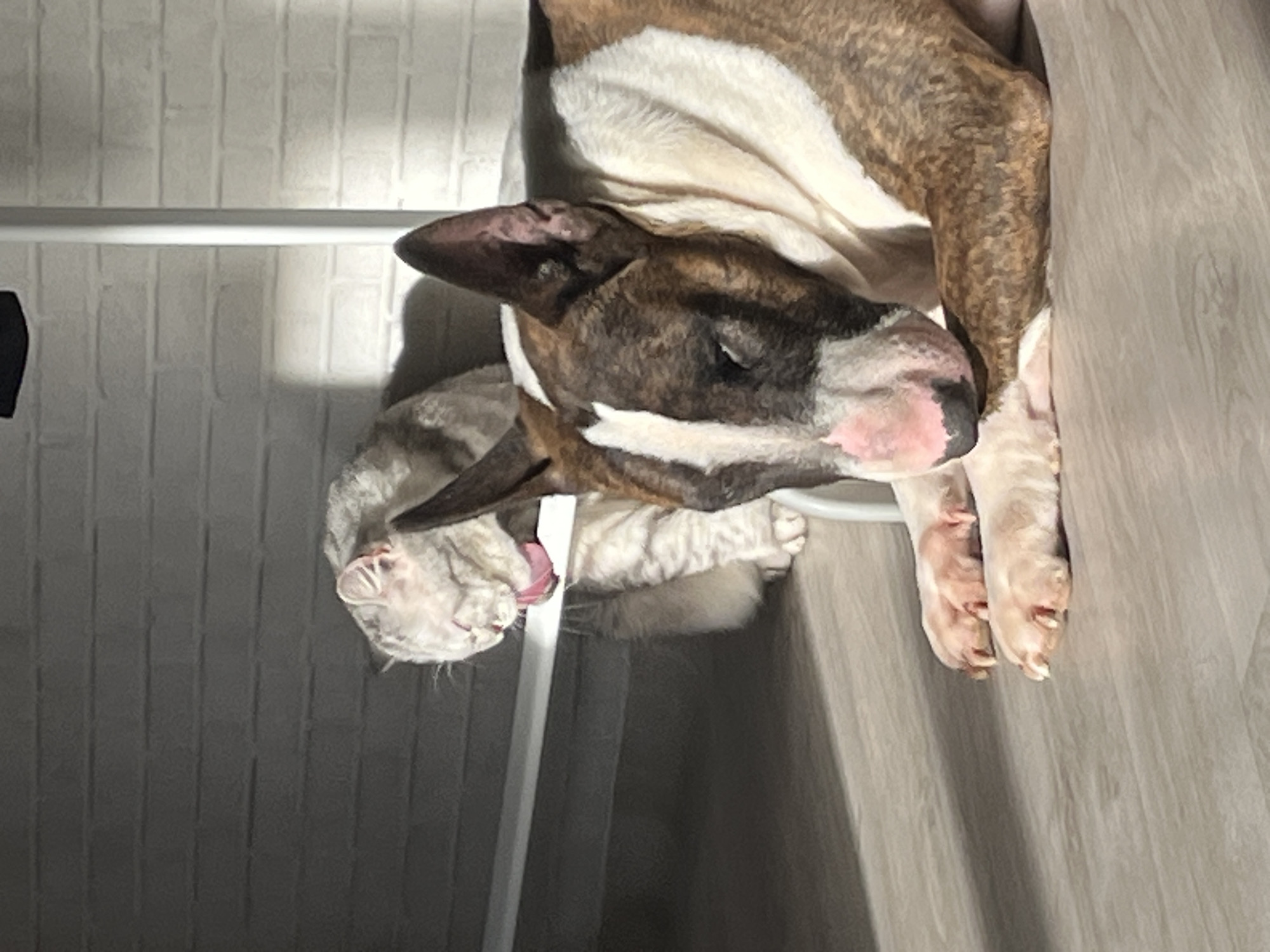 A brindle and white bull terrier is sleeping next to a white cat on a white chair. The cat is licking its face. The wall behind the chair is white with a brick pattern. The floor is a gray wood grain. The location is unknown.