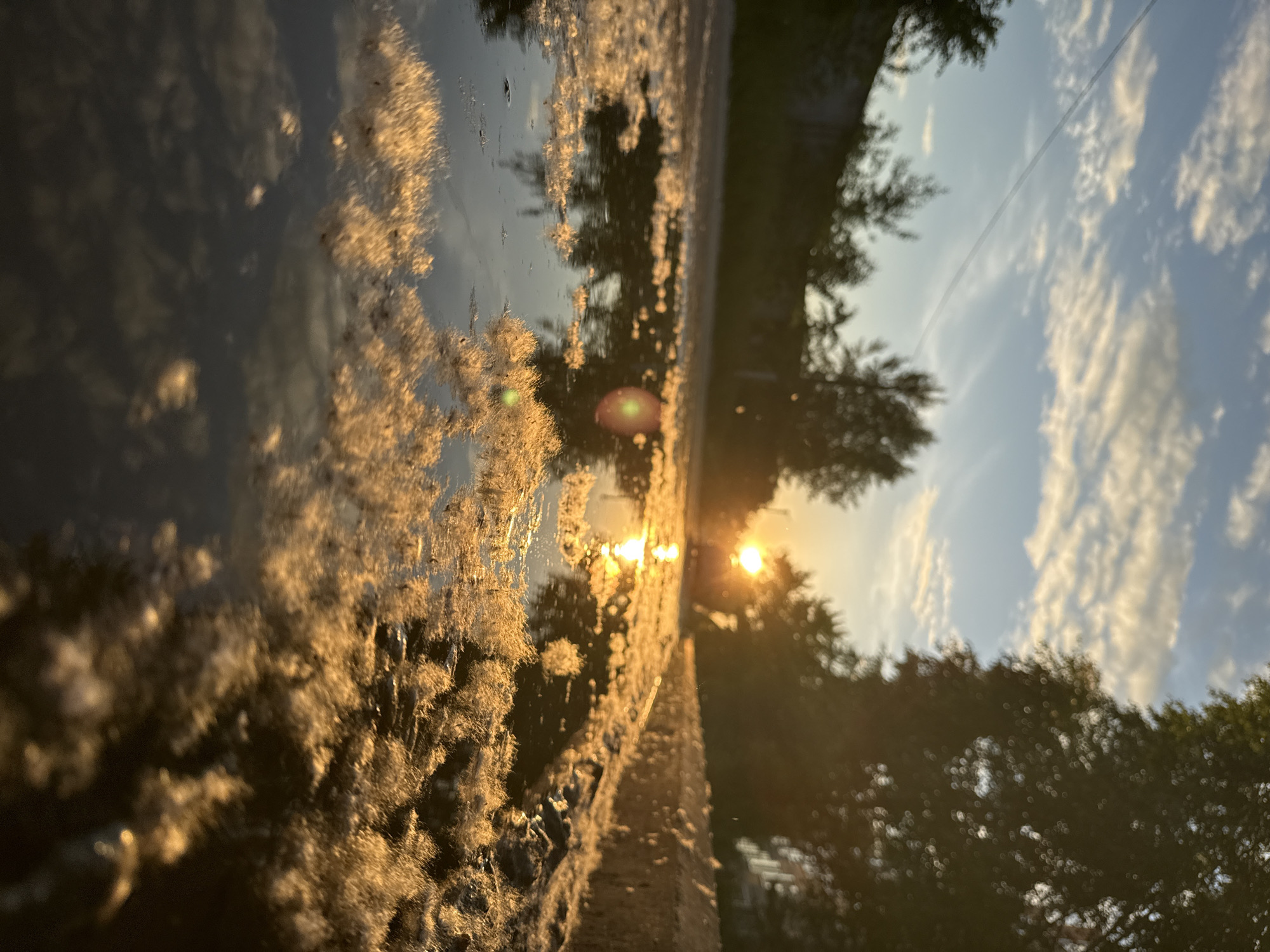 A low-angle outdoor photograph depicts an unpaved or gravel path at sunrise or sunset in the city of Unknown, Unknown. The path is extensively covered with puddles reflecting the sky and the low, intense golden sun positioned near the horizon in the middle-background. The surface of the puddles and adjacent dry areas of the path are densely covered with light-colored, fibrous plant material, likely cottonwood fluff or seeds, which appear golden due to direct illumination. Dark silhouettes of trees line both sides of the path in the mid-ground and background, partially obscuring the sun. The sky above is light blue with scattered white and wispy clouds. A faint, thin linear object, possibly a power line or contrail, stretches across the upper left portion of the sky. The sun's reflection is visible as a bright streak in the water, accompanied by a subtle green lens flare artifact. No individuals or animals are present.