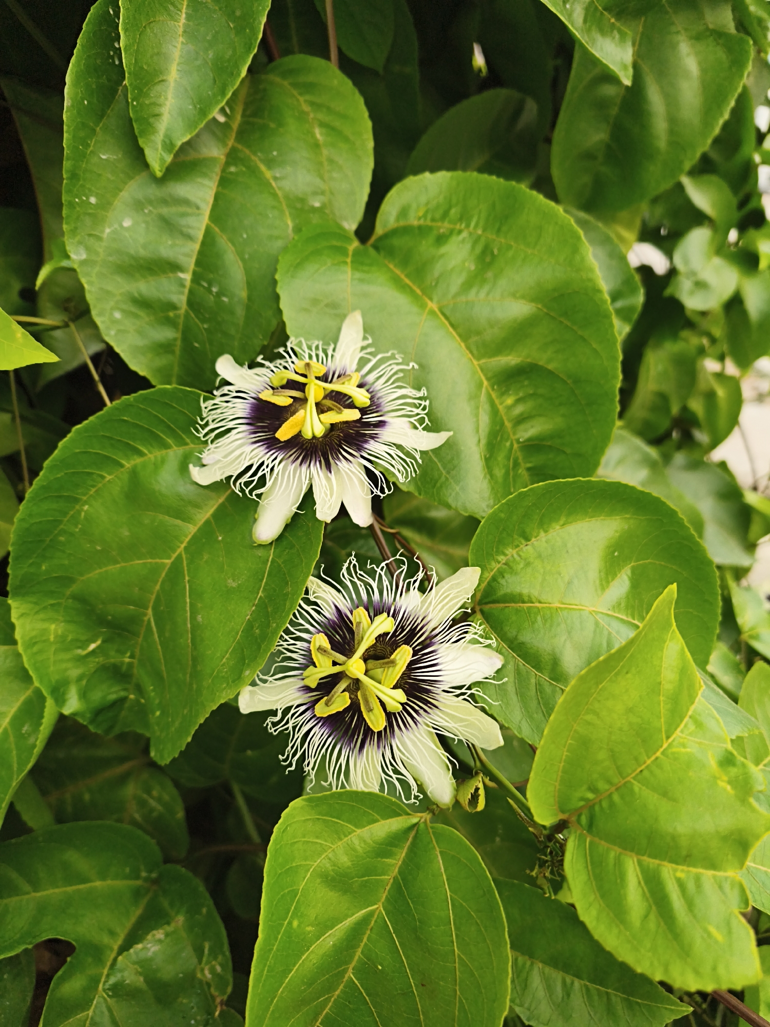 This is a close-up, vertical, eye-level, outdoor, natural light photograph of two passion flowers amidst lush green leaves. The passion flowers are intricate, with white petals, a purple corona, and yellow stamens and pistils. They are in focus and prominently displayed, with the leaves acting as a vibrant backdrop. The leaves are large, deep green, and appear slightly glossy, suggesting they might be slightly damp from dew or recent rain. The overall impression is one of natural beauty and vitality.
The image does not contain any people or identifiable landmarks that would allow for a specific location within Bandar Lampung, Indonesia, to be determined. The scene is purely botanical, focusing on the details of the flowers and foliage.