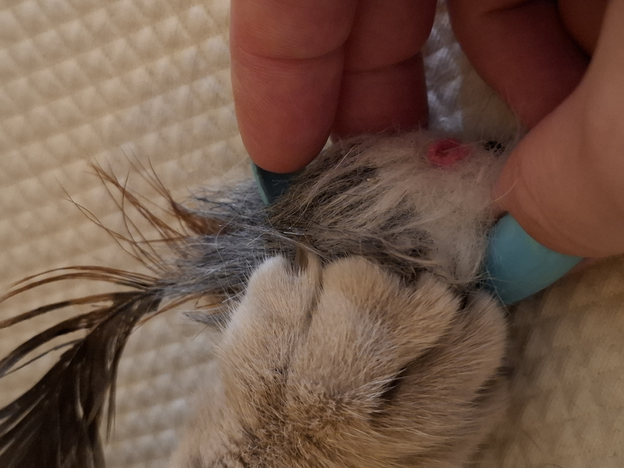 A close-up, horizontal shot shows a person's fingers holding a cat's paw, which is touching a small, grey and white toy mouse. The toy mouse has dark grey fur, brown and black feathers sticking out of its head, and a pinkish-red spot on its nose. The cat's paw is light brown with white fur. The background is a beige, textured surface. The image is taken indoors, likely in a residential setting within Zemun Urban Municipality, Serbia. The scene depicts an interaction between a human and a pet, focusing on a toy.