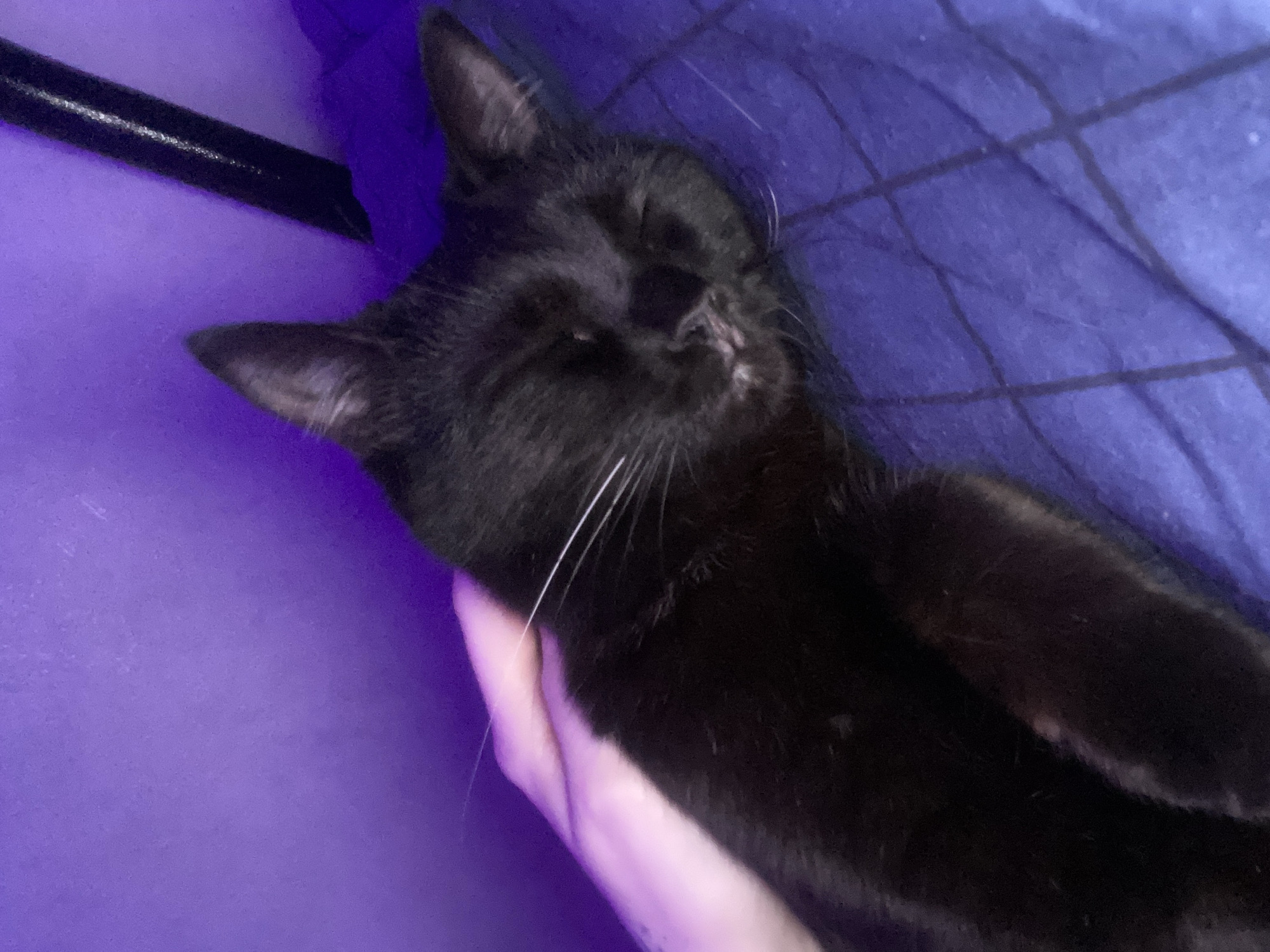 A close-up, slightly angled shot shows a black cat lying on its side, presumably on a person's lap. The cat's eyes are closed, suggesting it is sleeping or relaxed. White whiskers are visible on its face. A human hand and forearm are positioned under the cat's head, providing support. The background consists of a textured blue or purple surface, likely a blanket or bedding. A dark, linear object is visible in the upper left corner, partially obscured. The environment is dimly lit with a purple hue, but there is insufficient information to determine the location in Izhevsk, Russia.