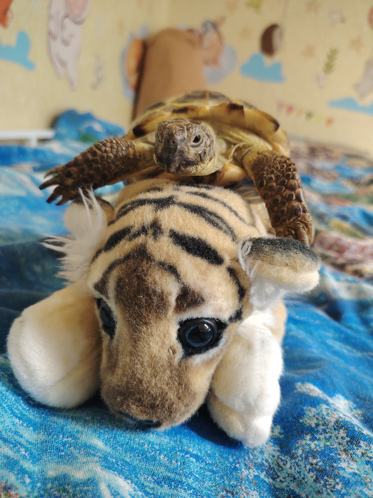 This image, originating from Chaikovsky, Russia, depicts a charming and playful indoor scene featuring a small tortoise and a plush tiger toy. The tortoise, appearing to be a land tortoise with its distinct patterned shell and scaly head and limbs, is positioned atop the head and back of the stuffed tiger. Its head is turned directly towards the camera, offering a clear view of its features.
The plush tiger toy is predominantly visible from the head and forequarters, showcasing its classic black and tan stripes, large dark eyes, and soft, fuzzy texture. Both the tortoise and the tiger toy are resting on a blue patterned fabric, likely a bedsheet or blanket, which features abstract lighter blue and white designs.
In the blurred background, a light-colored wall is visible, adorned with various cartoonish shapes and figures, including what appear to be clouds, moons, and perhaps other playful elements, suggesting a child's room or a domestic setting. A human arm or leg is also partially discernable in the upper background. The lighting suggests the photo was taken during the daytime. The scene evokes a sense of innocent amusement and warmth through the unusual juxtaposition of the live animal and the toy. No text is visible in the image.