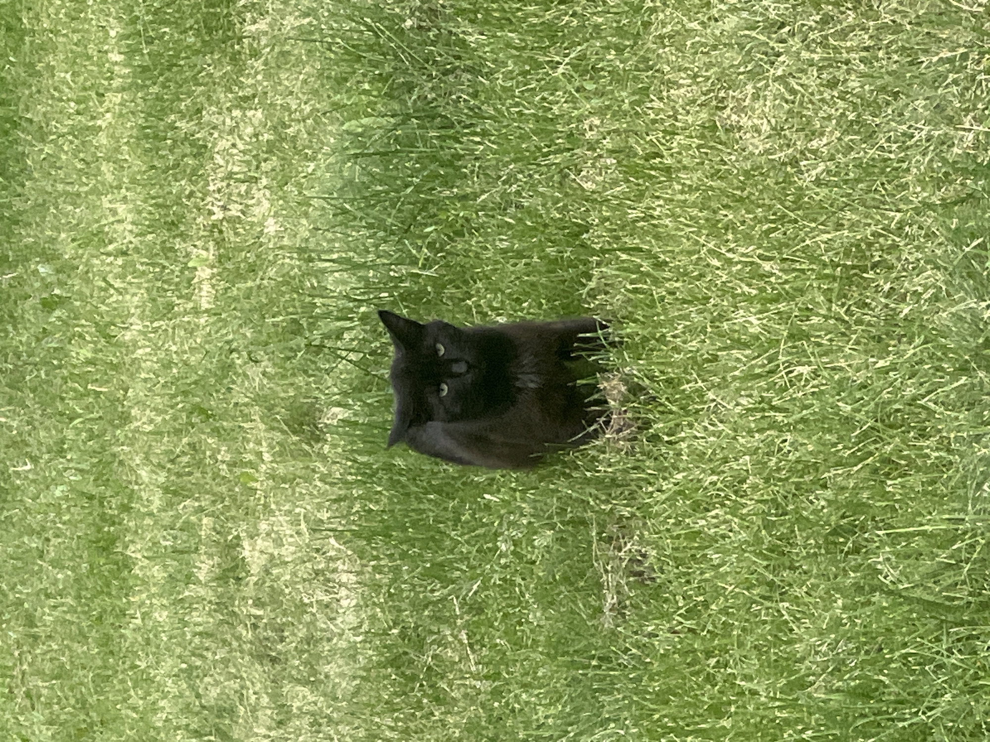A black cat with green eyes sits in a patch of green grass. The cat is facing forward, and its ears are perked up. The grass is tall and appears to be a lawn. There are no other animals or people visible in the image. The scene is set in an outdoor environment. The location is not specified to be in Ulyanovsk, Russia.