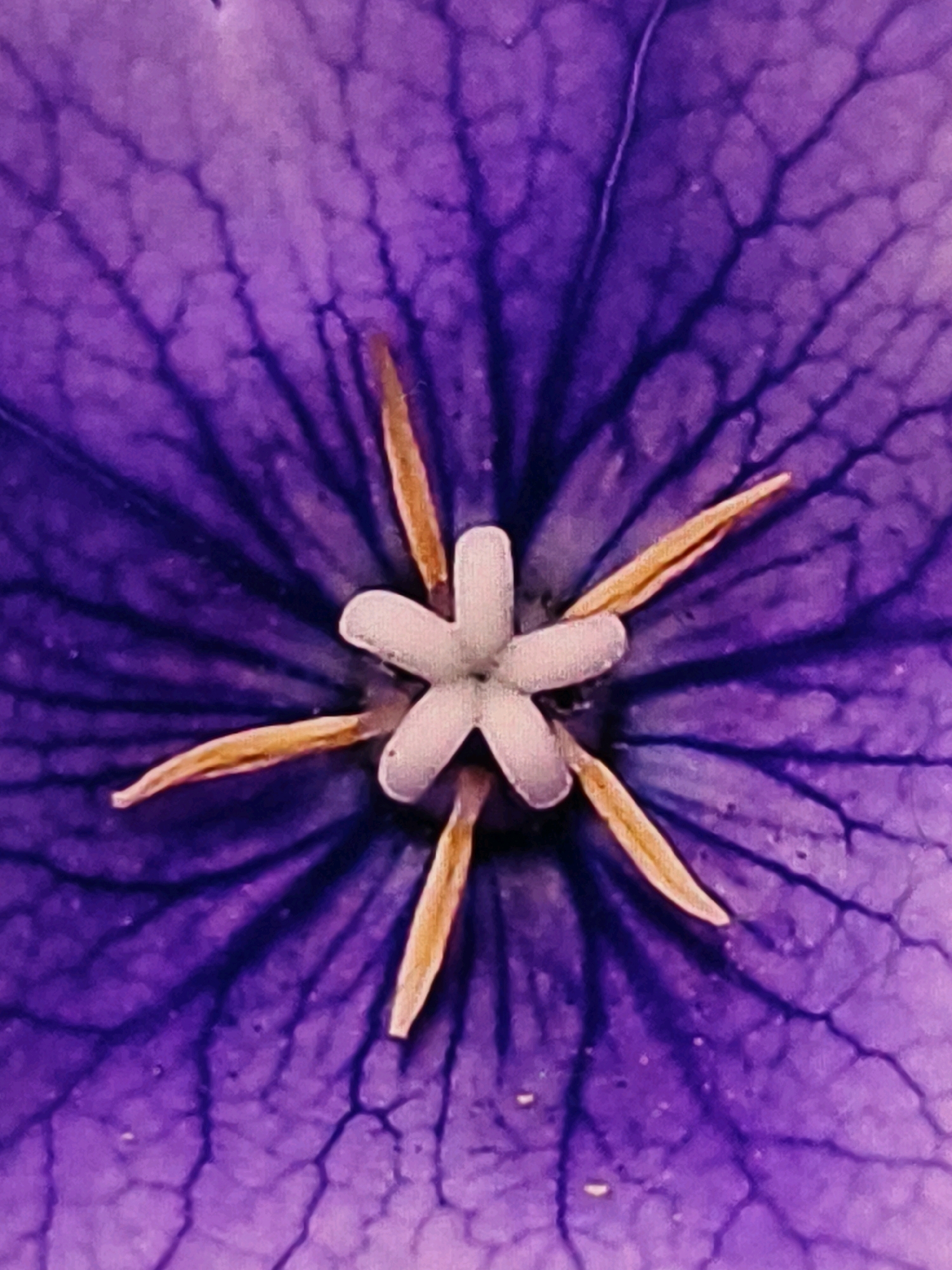 This is a macro photograph of the center of a purple flower, likely a balloon flower, given its bell-shaped petals and prominent stamens. The image focuses on the star-shaped stigma, which is a pale white, and the five golden-brown stamens radiating outwards. The background is the deep purple of the flower's petals, with visible venation creating a textured, almost cellular pattern. The lighting highlights the delicate structures of the flower's reproductive organs. The location is not discernible from the image itself, and no information about Umm Al Quwain, United Arab Emirates, can be inferred. There are no people, objects, actions, or interactions depicted.