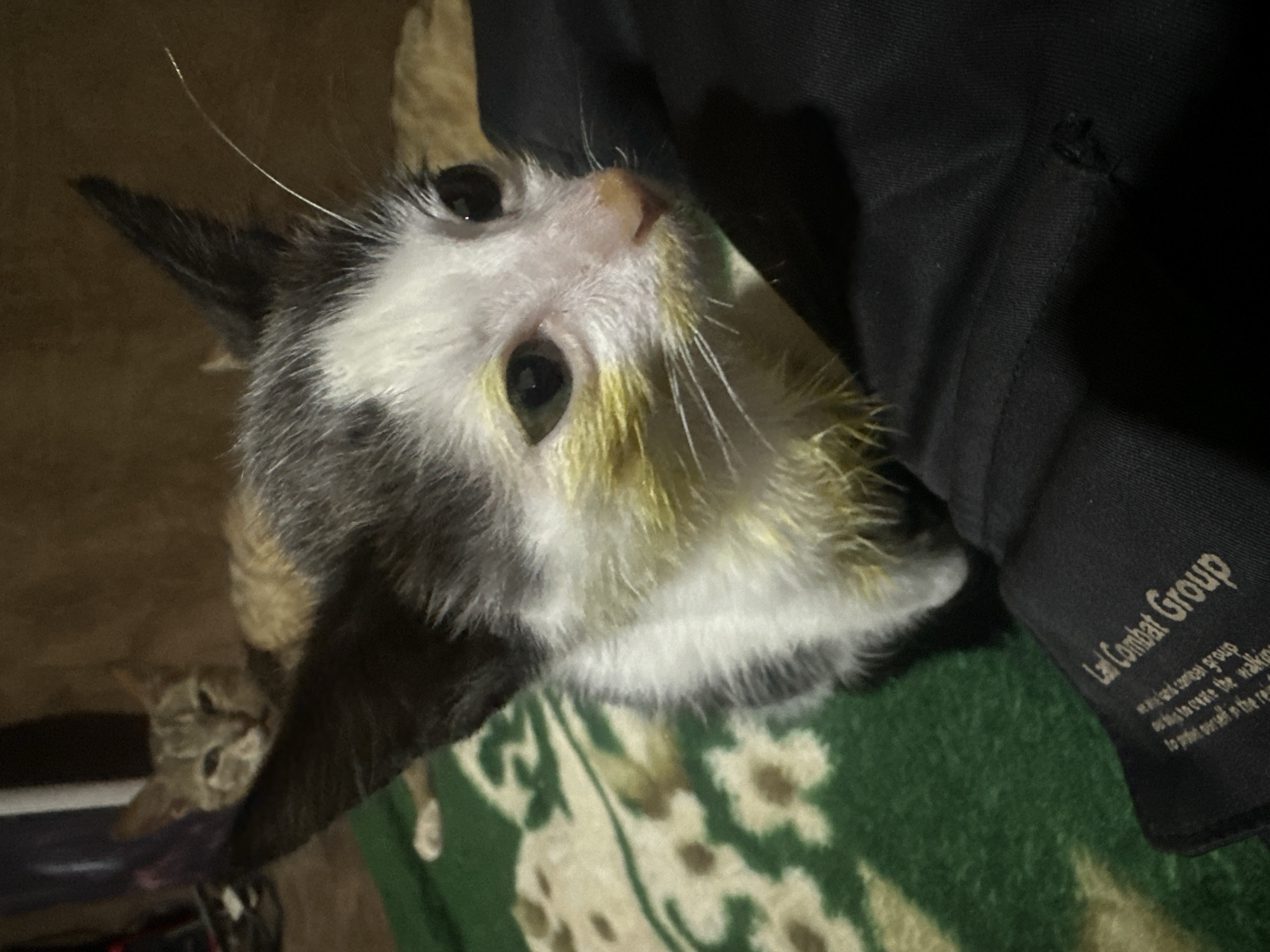 The image shows a close-up, high-angle shot of two cats in an indoor setting. The primary subject is a calico kitten with black, white, and grey markings, looking upwards with large, dark eyes. Yellowish coloration is visible around its muzzle and eyes. The kitten is nestled against a black fabric, which has some visible text on it. Another kitten, a tabby, is partially visible in the background, looking towards the camera. The cats are resting on a green blanket with a floral pattern. The lighting suggests it might be nighttime or a dimly lit room. The scene appears to be in a domestic environment in Jos, Nigeria.
The text visible on the black fabric reads "Law Combat Group" in a stylized font, with smaller text below it that is difficult to read but appears to be part of a slogan or motto. The overall mood is calm and intimate, focusing on the animals' presence.