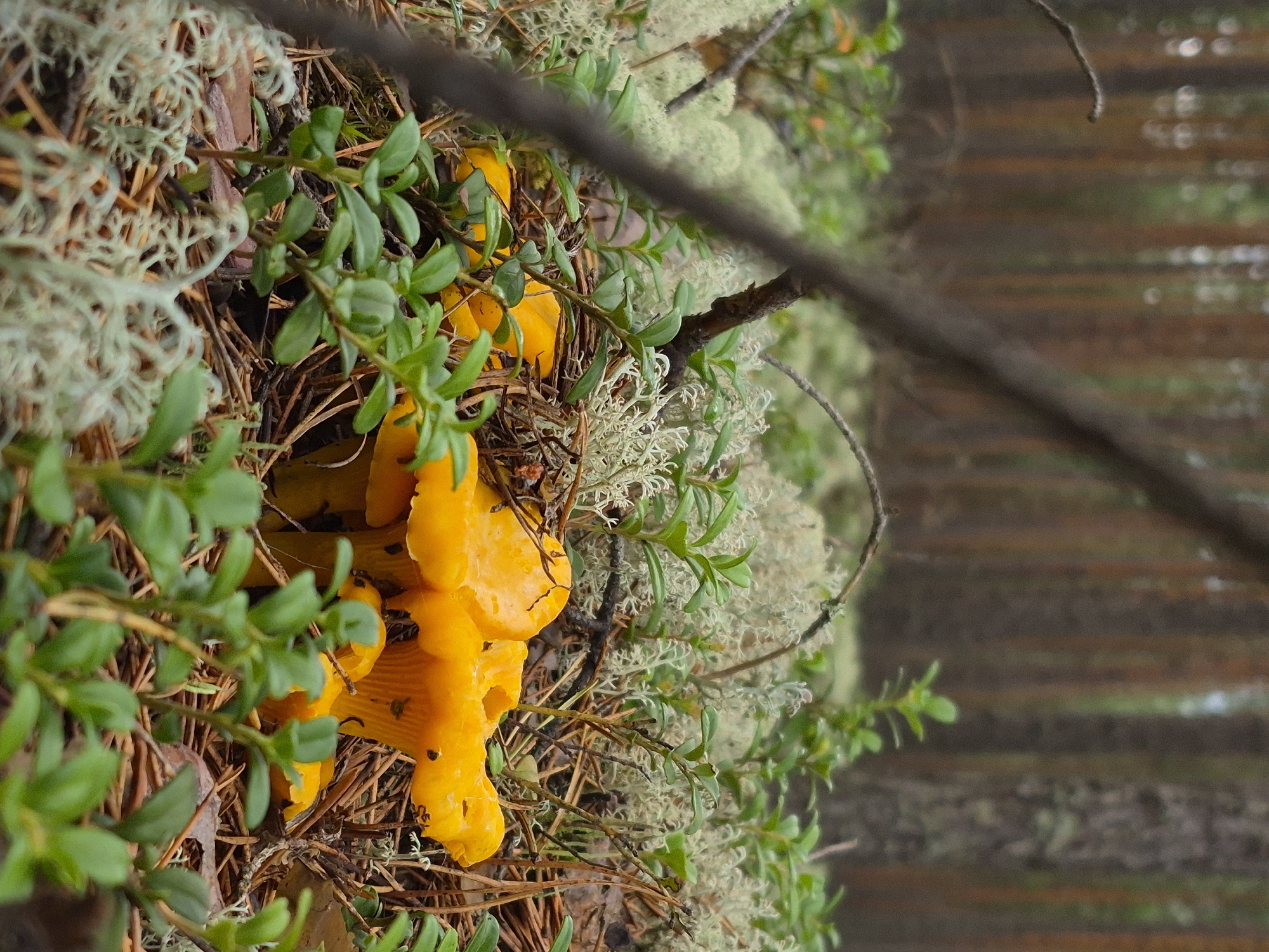 In a forest floor environment in Hargla, Estonia, a cluster of bright orange chanterelle mushrooms is visible, partially obscured by green lingonberry plants. The mushrooms are gathered together, with their distinctive wavy caps and fluted undersides. Surrounding the mushrooms is a bed of pine needles and light gray lichen, characteristic of a coniferous forest. In the background, the blurred trunks of pine trees create a vertical pattern, suggesting a densely wooded area. A thin, dark branch diagonally crosses the foreground, adding depth to the scene. The lighting appears overcast, contributing to the muted colors of the forest. There are no people or animals present.