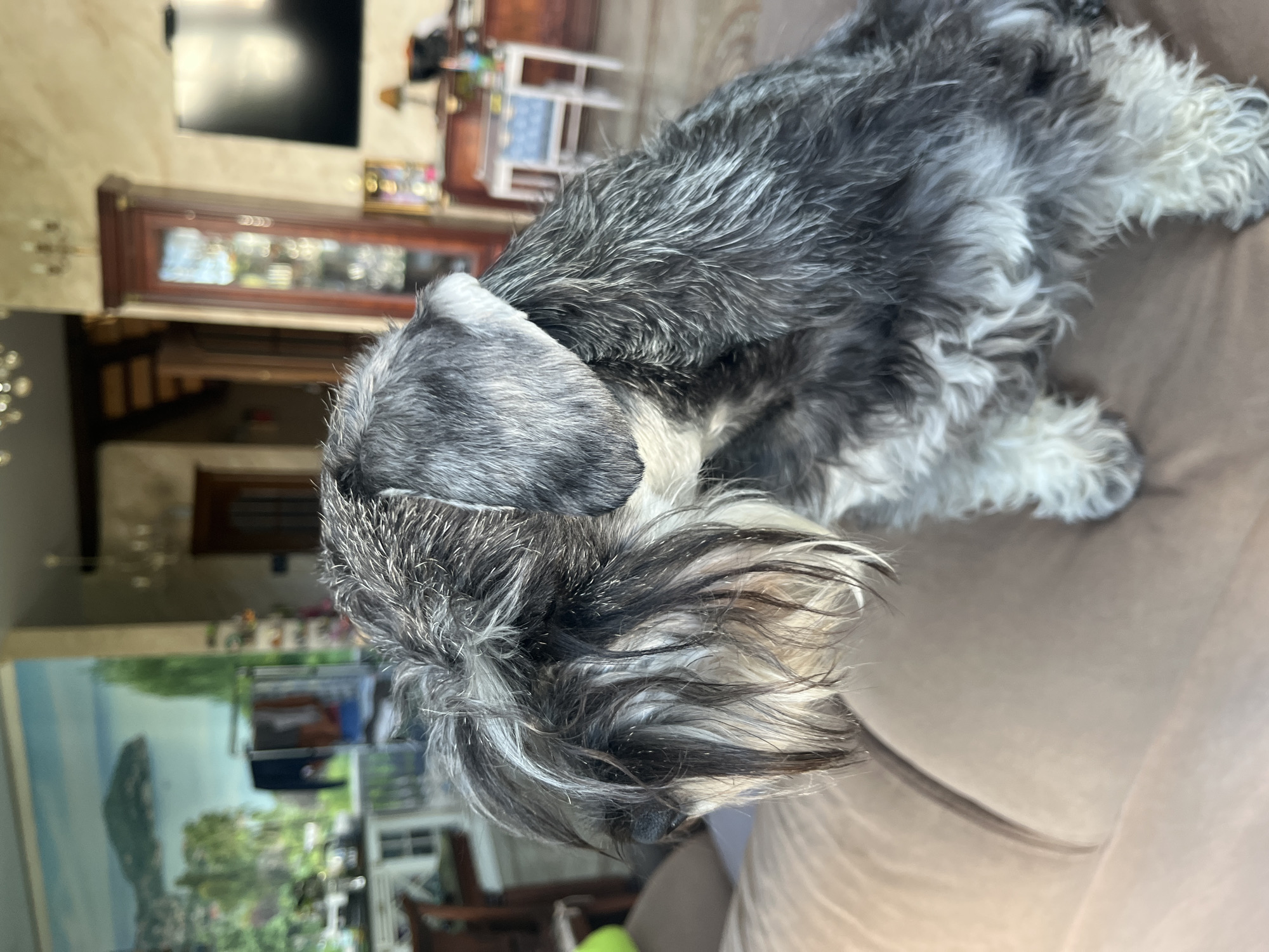 A schnauzer dog is sitting on a tan couch. The dog is mostly black and white with some gray. It has a beard and bushy eyebrows. The dog's fur is wet, indicating it may have just been bathed or rained on. In the background, there is a large mural of a landscape painting. The room appears to be a living room with a large cabinet and a television visible. The location is stated as Vladimirovka, Russia, but there are no specific visual cues in the image to confirm this location.