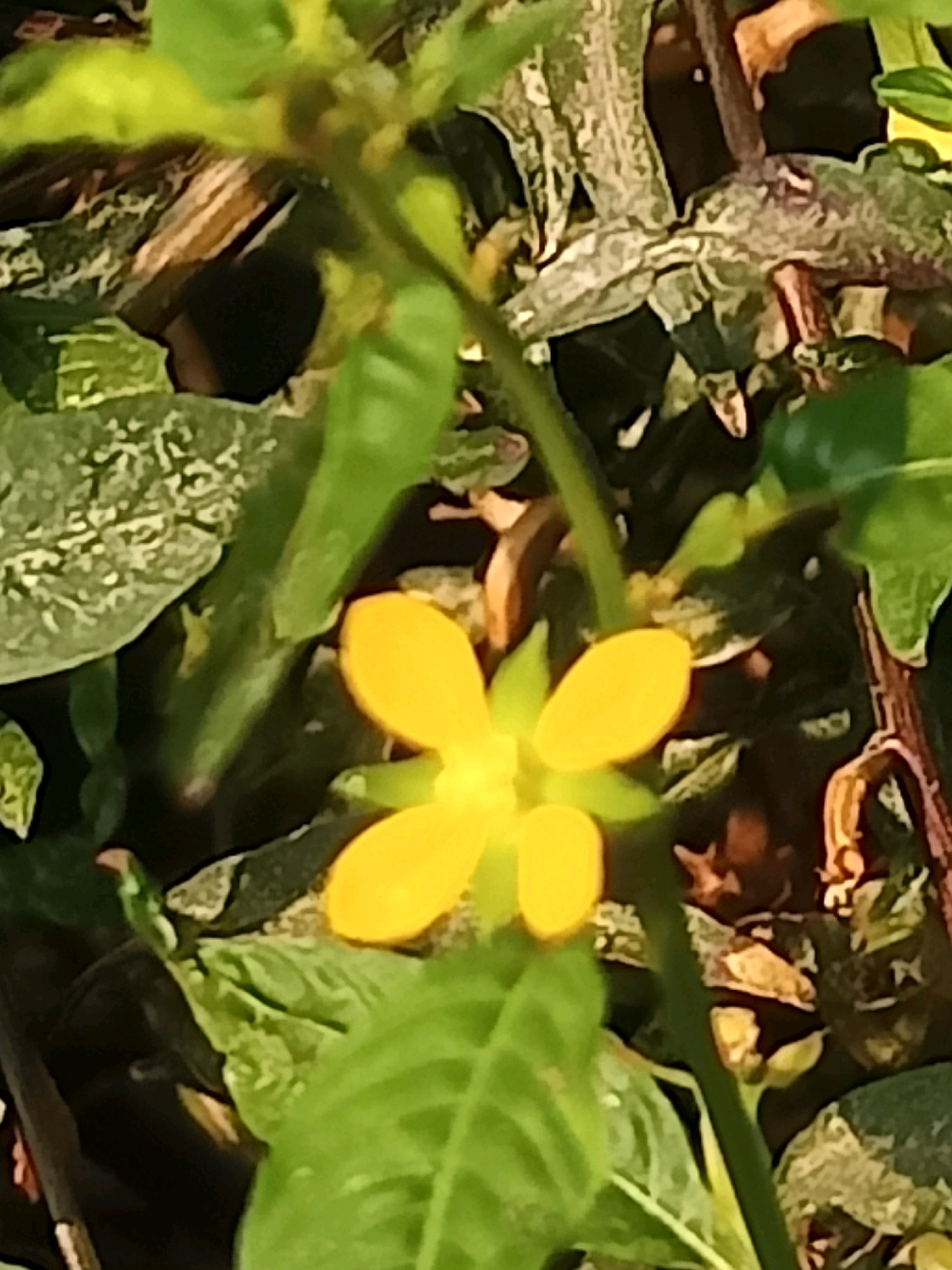 The image shows a close-up of a small, yellow flower with five petals, set against a backdrop of green foliage and darker, possibly brown, earthy elements. The flower is the central subject and is in focus, while the surrounding leaves and stems are slightly blurred. The lighting suggests it is daytime, possibly outdoors in a natural setting. There are no people, animals, or man-made objects visible in the frame. The general impression is of a natural, botanical scene. The provided context mentions Karangtalun, Indonesia, suggesting this photograph was taken in that location, likely in a garden or natural area.