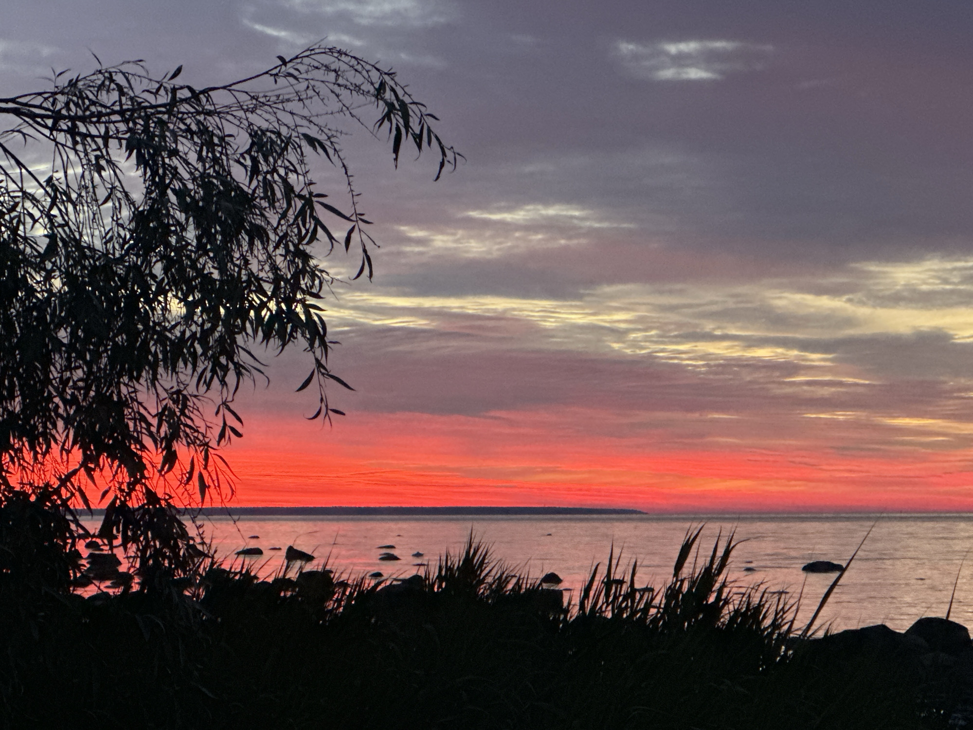 A silhouetted willow branch with narrow leaves hangs over a body of water at sunset. The sky displays a gradient of colors, from a deep purple at the top to vibrant orange and red near the horizon. The water is calm, reflecting the sky's colors, and several dark rocks are visible along the shoreline, interspersed with tall, dark grass. The scene is captured from a low angle, emphasizing the silhouette of the vegetation and the expansive sky. The location is the Pirita beach area in Tallinn, Estonia, known for its scenic sunsets over the Baltic Sea.