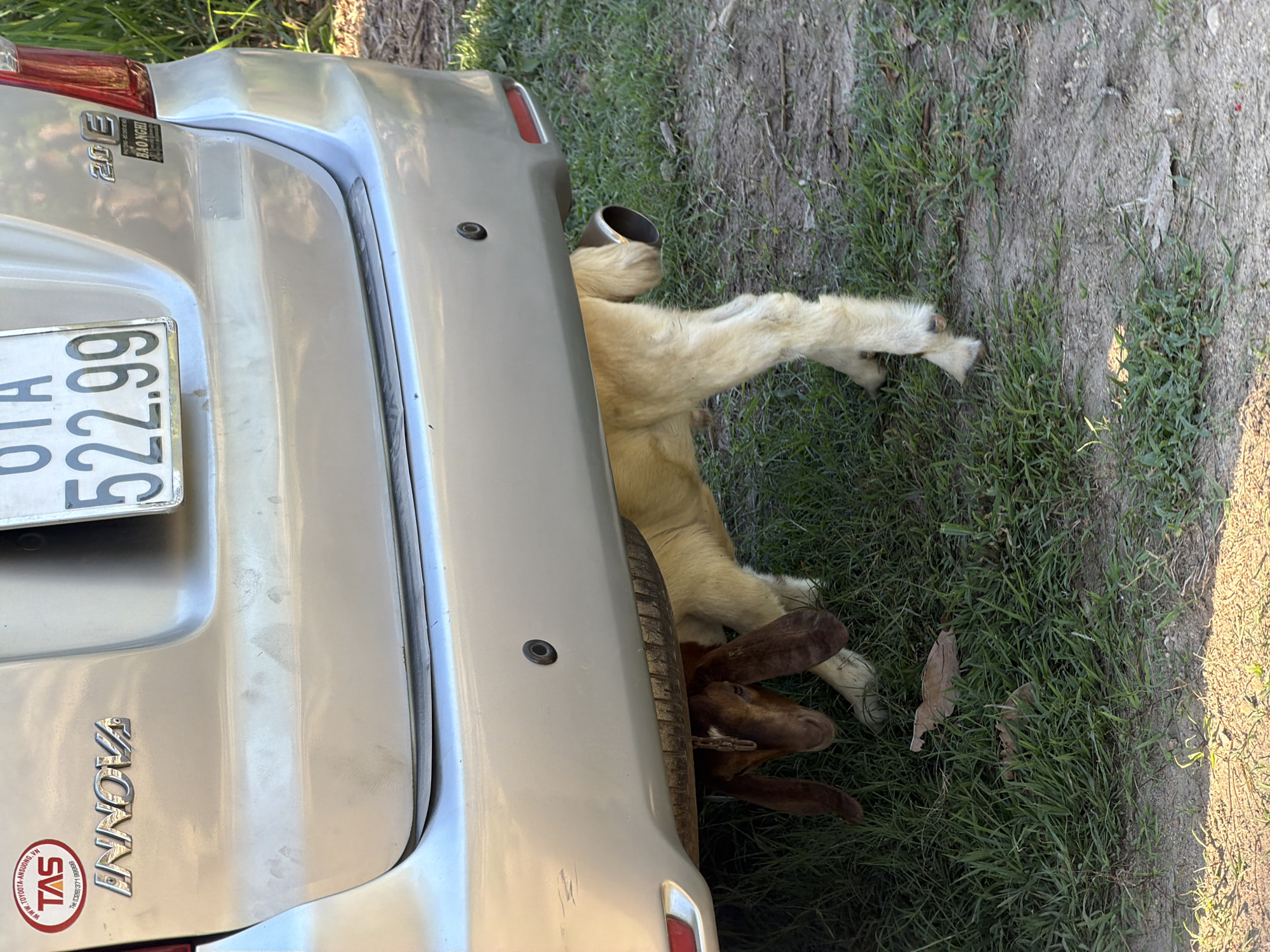 A light silver Toyota Innova vehicle is parked on a dirt and grass area. Underneath the rear bumper of the vehicle, a young goat with brown and white fur is positioned. The goat's head is visible, with long, brown ears. It appears to be lying down or resting under the car. The car has a license plate that reads "522.99" and various stickers on the rear, including one with "TAS" and "INNOVA" emblems. The environment is outdoors, with green grass and some dry dirt visible. The lighting suggests it is daytime. The location is implied to be Cam Lam, Vietnam, due to the presence of the "Tân Thành - Cam Lâm" text on one of the stickers.