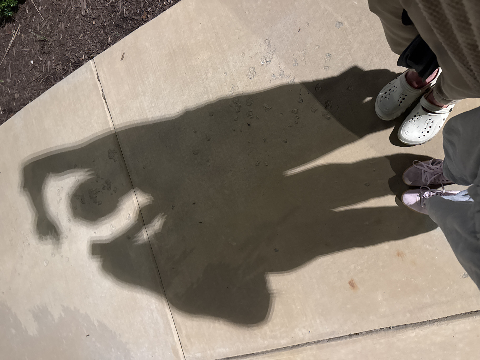The image shows a section of a concrete sidewalk, with a shadow cast by two people standing on it. The shadow appears to be distorted and elongated, featuring a distinct 'C' shape in one area. The visible feet of the people include a pair of white Crocs and a pair of lavender sneakers. The sidewalk is adjacent to mulch and appears to be clean and well-maintained. The setting gives the impression of an urban or suburban environment.