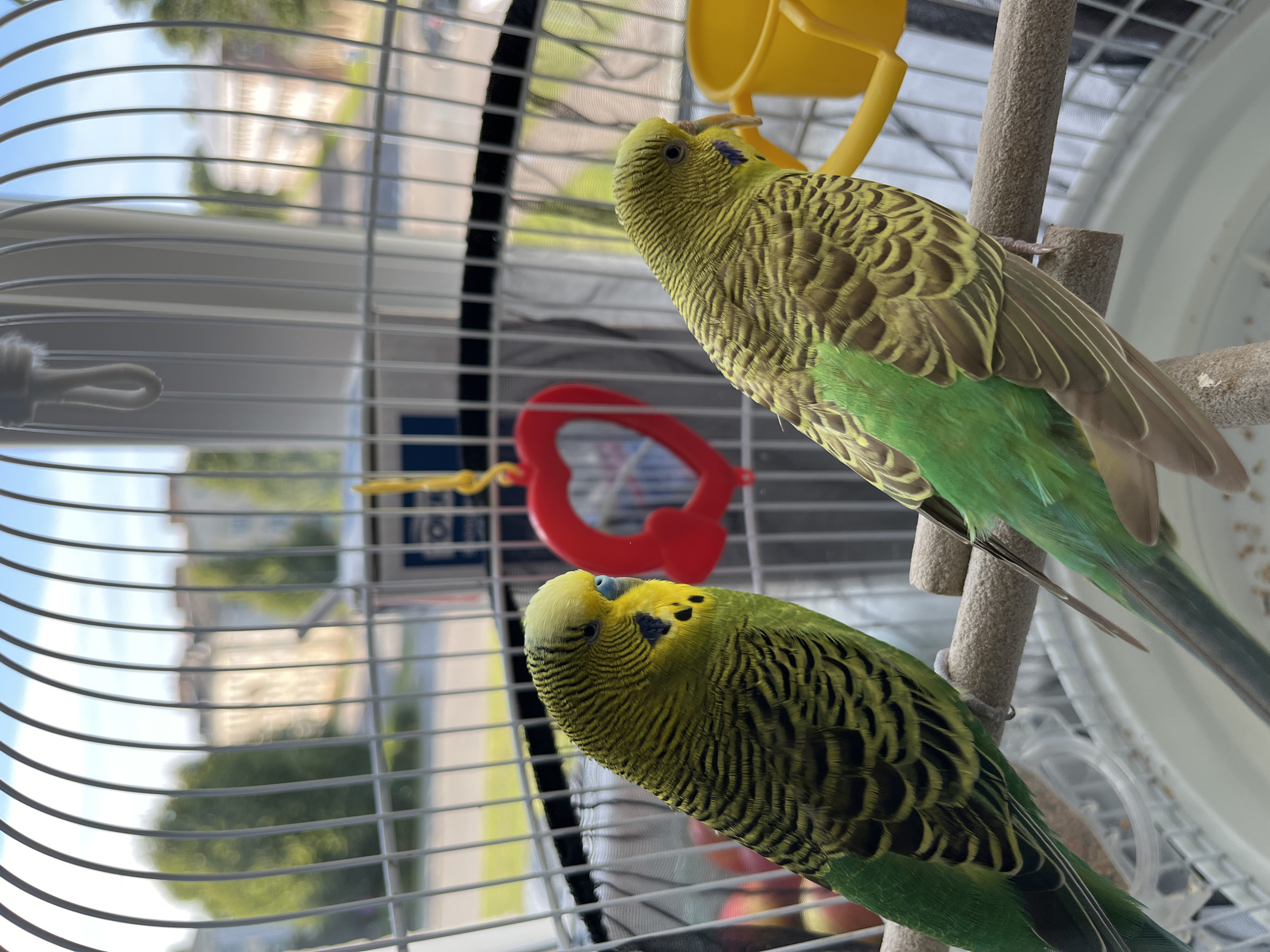 Two budgerigars perch on a wooden dowel inside a white birdcage. The budgies are predominantly green and yellow with black markings on their wings and heads. One budgie is facing left, its head slightly tilted down. The other budgie is facing right, its head turned away from the camera. The background shows a blurry view of buildings and trees, suggesting an outdoor setting. A red heart-shaped mirror and a yellow watering can are visible inside the cage. The scene appears to be indoors, near a window, with sunlight illuminating the birds. There are no people present. The city of Kohtla-Järve linn, Estonia, is not visible or identifiable in this image.