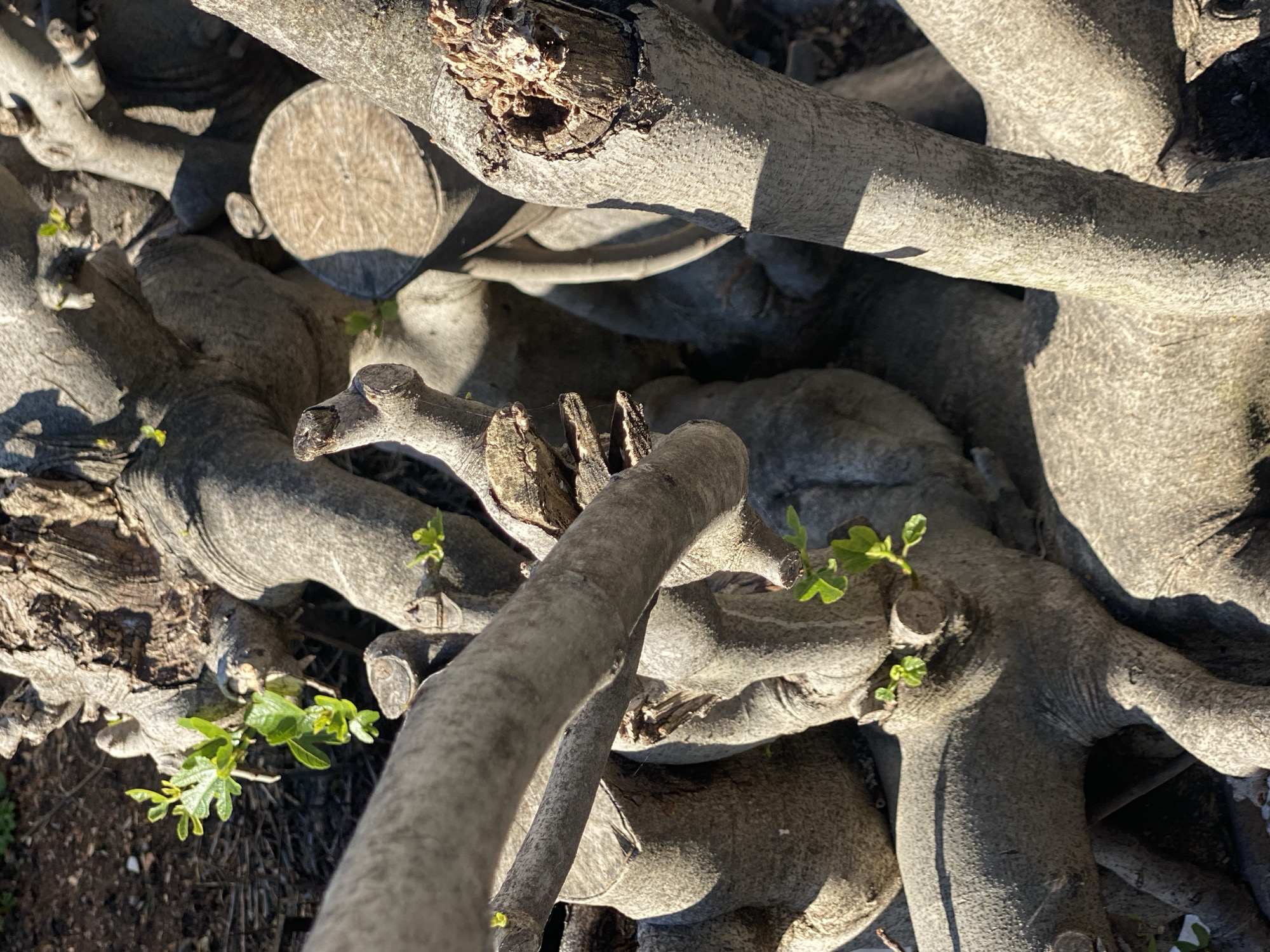 Close-up of severed tree branches with new foliage. The trees are located outdoors in Budva, Montenegro. The branches are gray and appear to be recently cut. New green leaves are sprouting from the ends of some branches. Sunlight is shining on the scene, casting shadows. The ground surrounding the branches is dark.