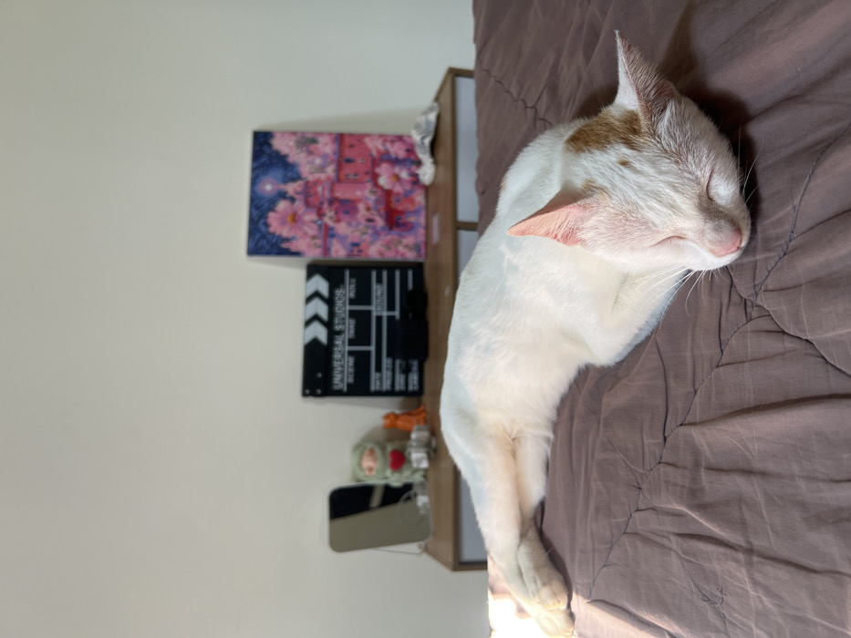 A white cat with orange markings sleeps on a brown bedspread. The cat is curled on its side, facing right. Behind the headboard are a painting of a pink and red castle, a black and white Universal Studios clapboard, a small doll, and a rectangular object. The room has off-white walls. The cat's tail and hind legs extend along the edge of the bed.