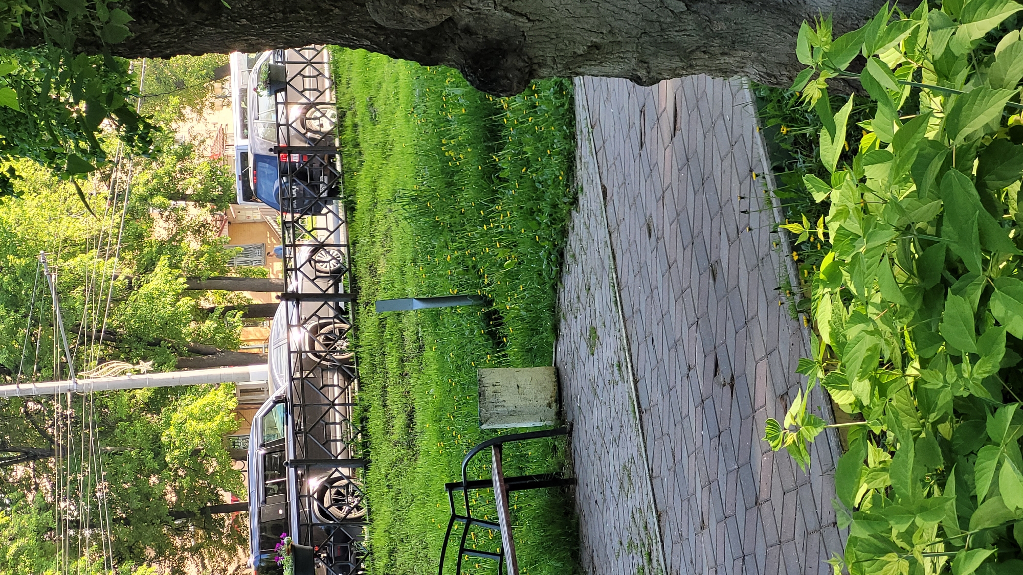 A sidewalk constructed of interlocking pavers abuts a grassy lawn with a black metal fence separating the two, as viewed from under the shade of a tree. The lawn has many dandelions. Beyond the fence are parked vehicles, foliage, and buildings. A concrete block and a bench sit on the lawn next to the sidewalk. The location is a city, possibly Unknown, Unknown.