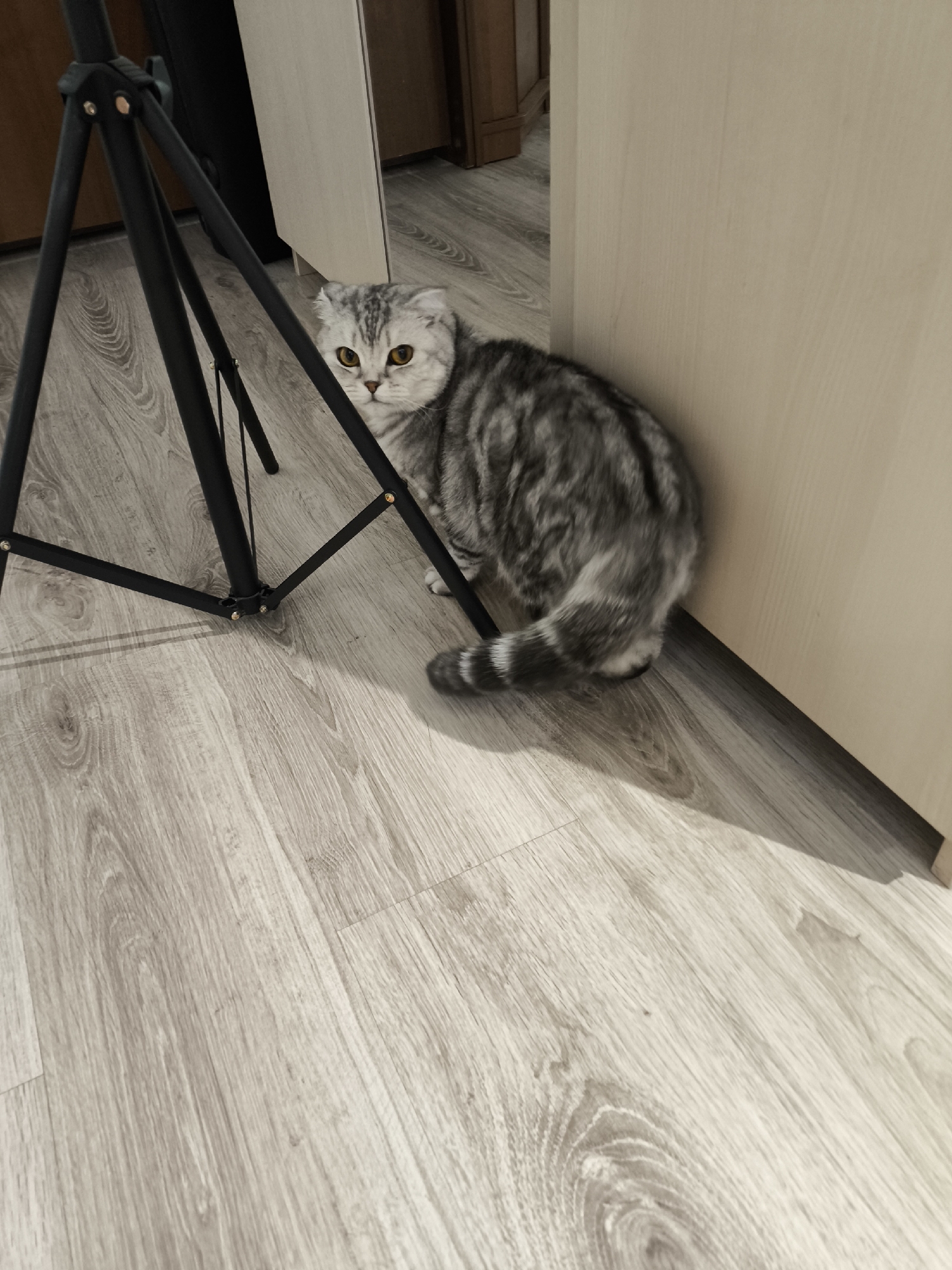 A grey and white tabby cat with prominent yellow-orange eyes is the central subject of this indoor photograph. The cat, resembling a Scottish Fold, is seated on a light greyish-brown wood-look laminate floor. Its body is turned away from the viewer, positioned next to a light-colored wall or piece of furniture on the right side of the frame. The cat's striped tail, featuring distinct dark bands, rests on the floor.
Partially visible in the foreground and to the left of the cat is a black, metal tripod, likely used for photography or lighting. The cat's head peeks out from behind the tripod's legs, gazing directly at the camera with an attentive, possibly curious expression.
In the background, a darker brown door frame or furniture piece is visible, complementing the lighter tones of the surrounding interior. The scene suggests a domestic setting, such as a room in a house or apartment. The lighting is consistent with indoor conditions, casting a subtle shadow on the floor from the cat and tripod. No text is visible in the image. The location is Khimki, Russia.