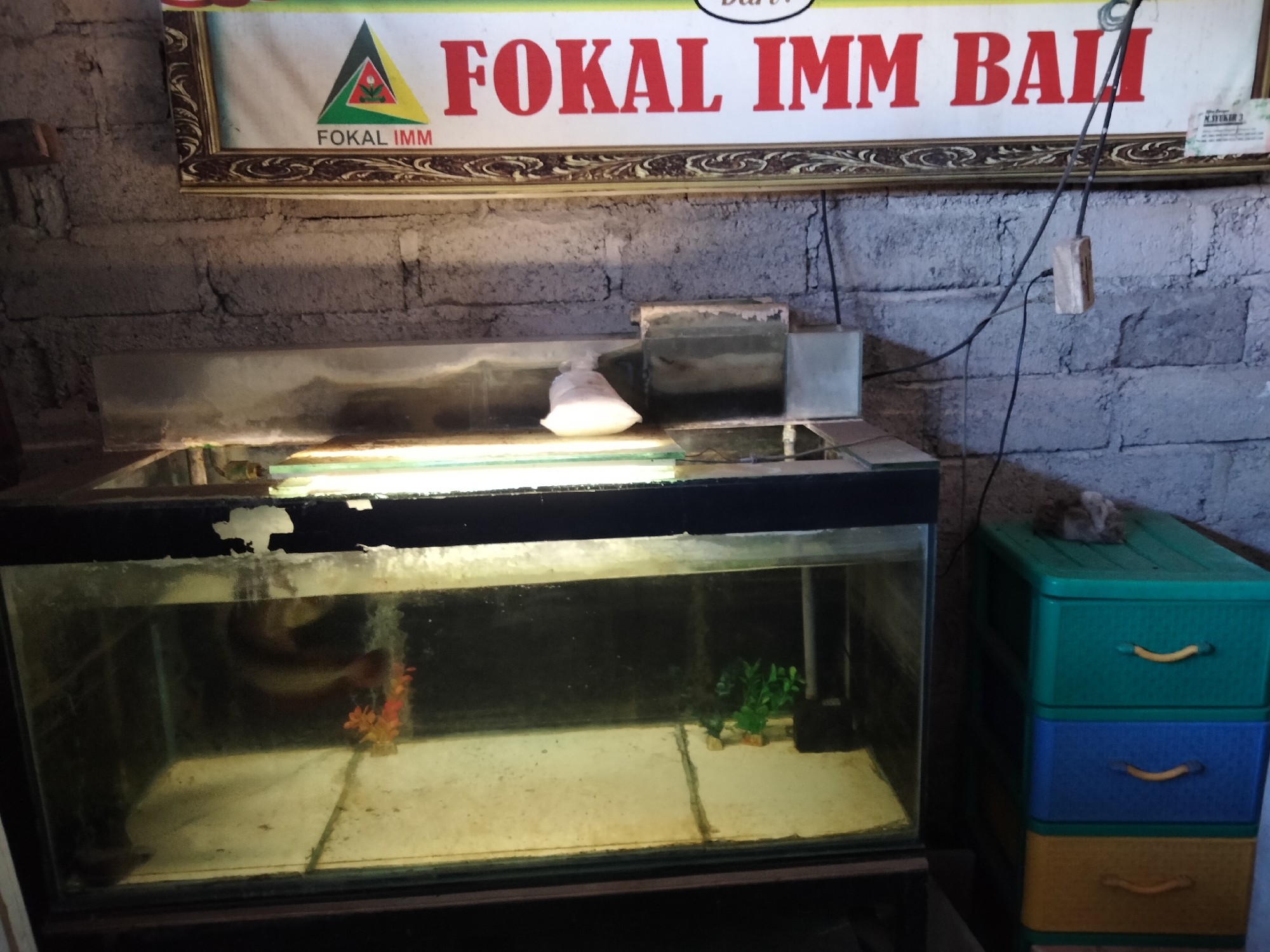 In Denpasar, Indonesia, a dimly lit indoor scene features an aquarium with a fish and some artificial plants. Above the aquarium, a framed sign with red text reads "FOKAL IMM BALI". To the right of the aquarium, a stack of plastic drawers in green, blue, and yellow hues sits against a textured grey brick wall. Electrical wires and a small wooden outlet are visible on the wall.