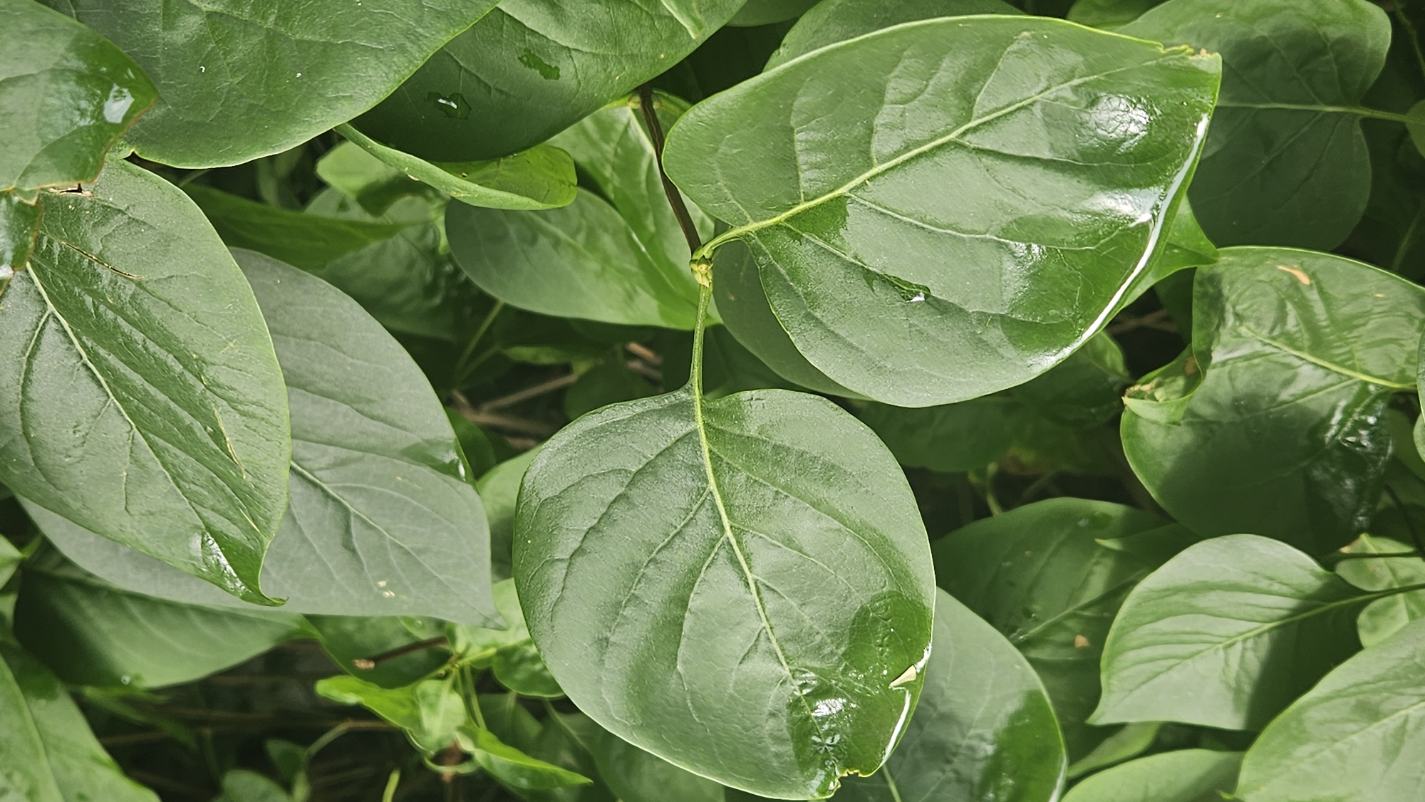 The image is a close-up, overhead view of lush, green foliage, likely from a plant such as a lilac bush, as suggested by the leaf shape and arrangement. The leaves are broad, ovate, and have prominent veins. Several leaves are wet, with water droplets visible, indicating recent rain or watering. The lighting suggests an outdoor environment, possibly during the day. The background is a dense blur of more green leaves and some darker, out-of-focus stems or branches. There are no people or specific identifiable landmarks visible. Given the lack of specific details that would indicate a particular location in Prešov, Slovakia, the setting is a general outdoor natural environment.