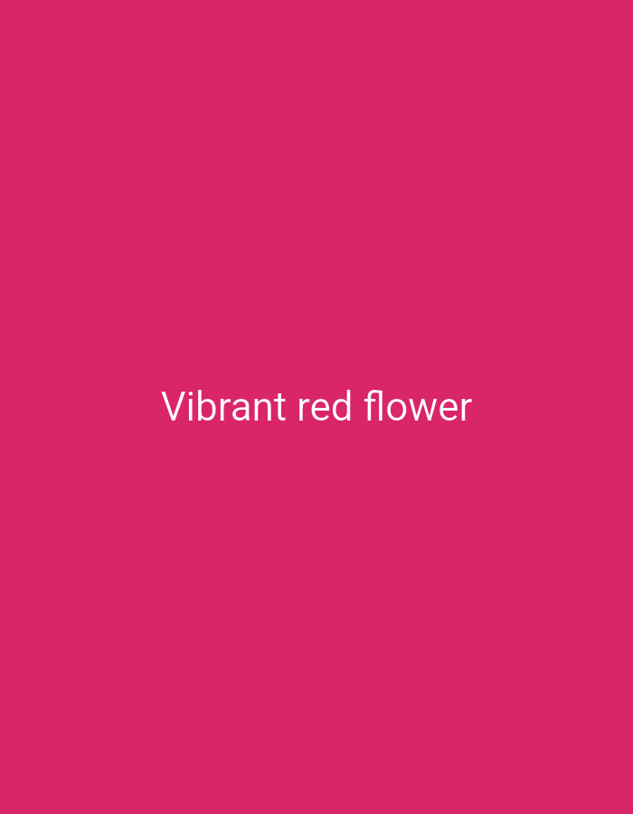 A solid, bright pink background fills the image. Centered on the background, in white text, are the words "Vibrant red flower." There are no other discernible objects or subjects in the image. The image does not depict any specific location within Cilegon, Indonesia.