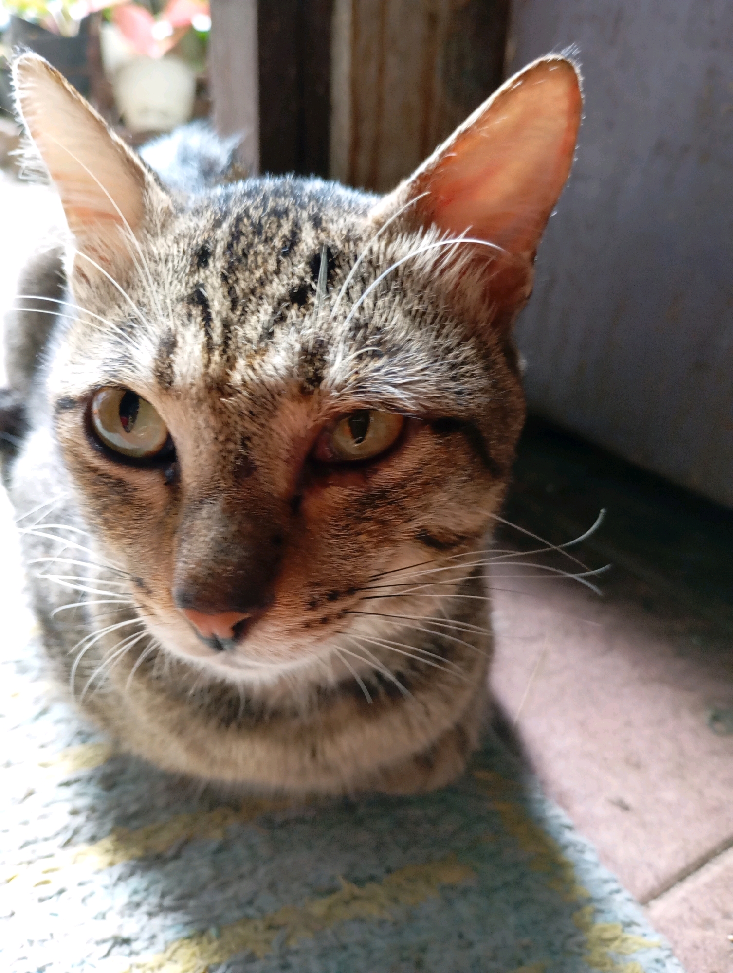 A tabby cat is resting on a patterned rug in what appears to be an outdoor or semi-outdoor area. The cat is facing the camera, with its head tilted slightly to its left. Its eyes are open and looking forward. The cat's fur is a mix of brown, black, and gray stripes. The rug has a blue and yellow pattern. In the background, there is a wooden structure and some blurred foliage. Sunlight is casting a shadow on the rug. The scene is likely from a residential area in Balikpapan, Indonesia, given the tropical vegetation.