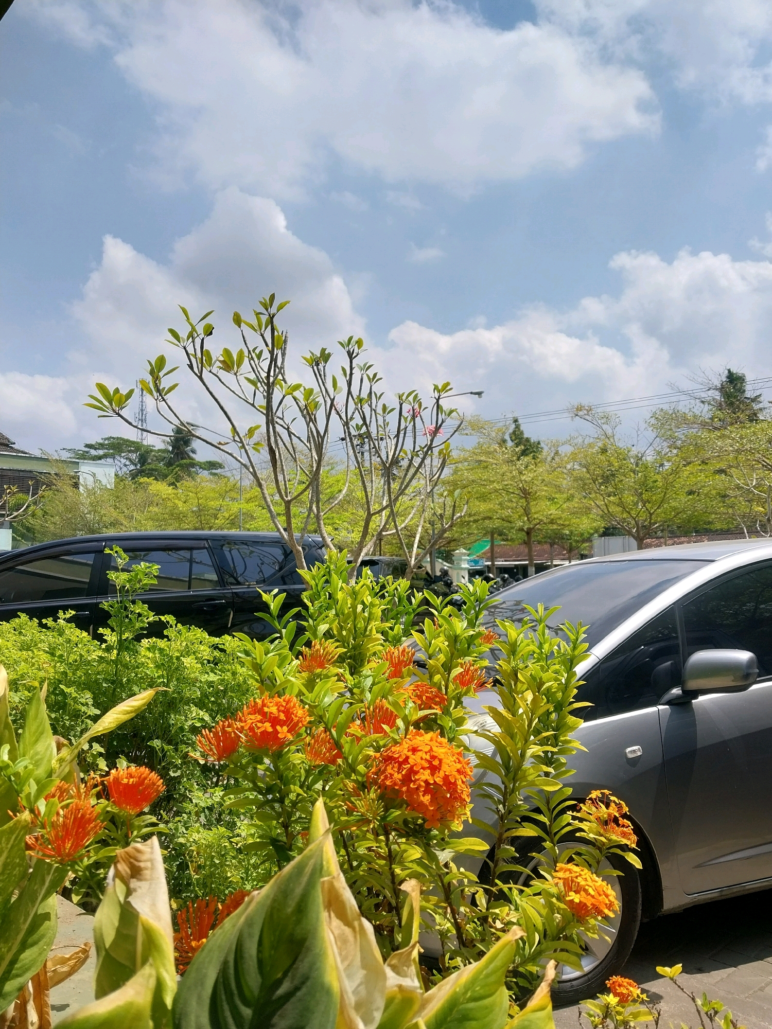 In Wates, Indonesia, a bright, sunny day unfolds with a clear blue sky dotted with fluffy white clouds. The foreground is dominated by lush green foliage and vibrant orange flowers, adding a splash of color to the scene. Beyond the plants, two cars are parked: a black SUV on the left and a silver sedan on the right. In the background, trees with vibrant green leaves line a street, with glimpses of buildings and a cellular tower suggesting an urban or suburban setting. The overall atmosphere is peaceful and bright, capturing a slice of everyday life in Wates.