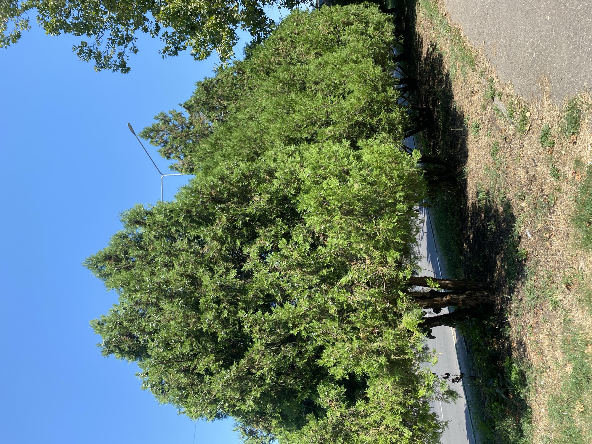 A row of mature cypress trees lines a paved road in the city of Chornomorsk, Ukraine. The trees are lush green with a feathery texture, and some appear to have small, light-colored cones or berries. A grey paved sidewalk runs parallel to the road on the right side of the image, separated from the trees by a strip of dry grass and sparse vegetation. In the background, a street lamp is visible above the cypress trees, and a portion of a deciduous tree with green leaves is seen on the far right. The sky is a clear, bright blue, indicating fair weather. The scene depicts a common urban landscaping arrangement, likely along a residential street or parkway.