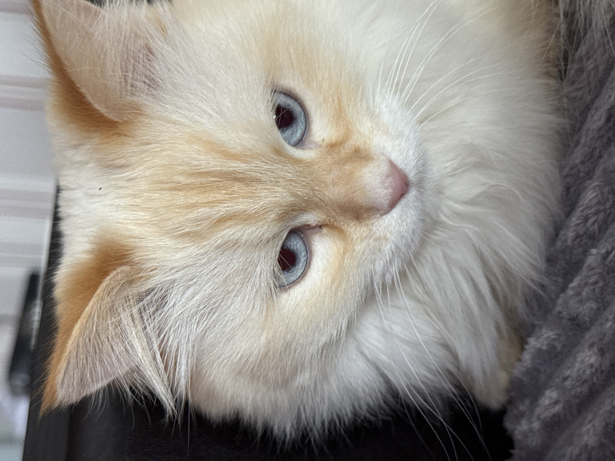 A close-up, angled shot captures the face of a cat with predominantly white or cream-colored long fur, accented with ginger and tan markings on its ears, forehead, and cheeks. The cat's most striking features are its bright, piercing blue eyes and small pink nose. Its soft fur frames its face, with numerous fine white whiskers extending outwards.
The cat is positioned as if resting, with its head tilted, and it looks directly towards the viewer with a calm and gentle expression. To the right of the cat's face, a soft, textured grey blanket or bed is visible. On the left side, behind the cat's head, there's a light-colored background that appears to be a wall or blinds with faint vertical lines. A dark surface, possibly part of a chair or dark bedding, is visible beneath the cat's neck area on the lower left. The lighting is soft and even, suggesting an indoor setting. No text is visible in the image.