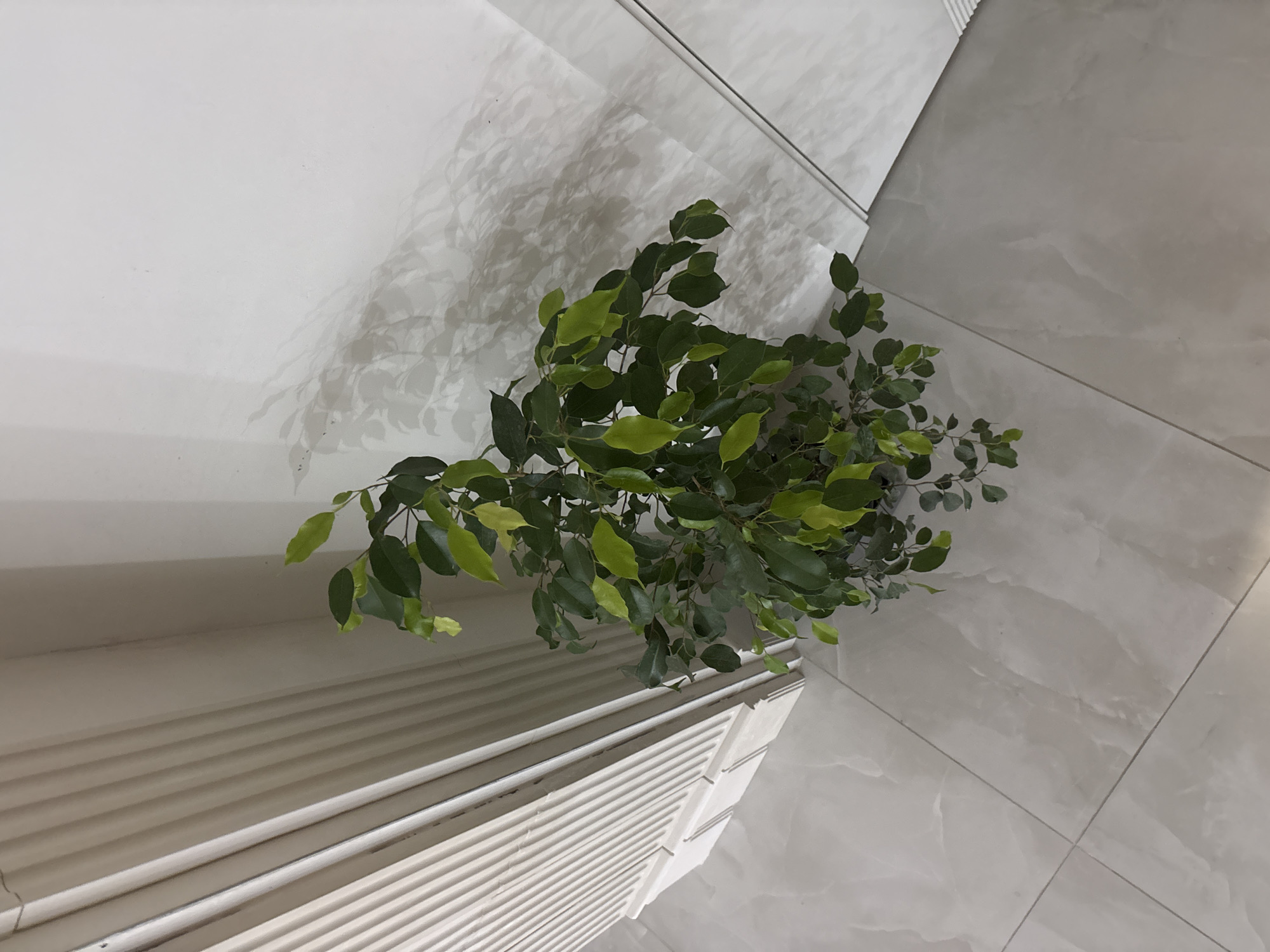 The image depicts a green leafy plant placed against a white wall and tiled floor. The plant's leaves are a mix of light and dark green. The wall and floor are both white, with the floor showing tile lines. The plant appears to be indoors. The location is unknown.