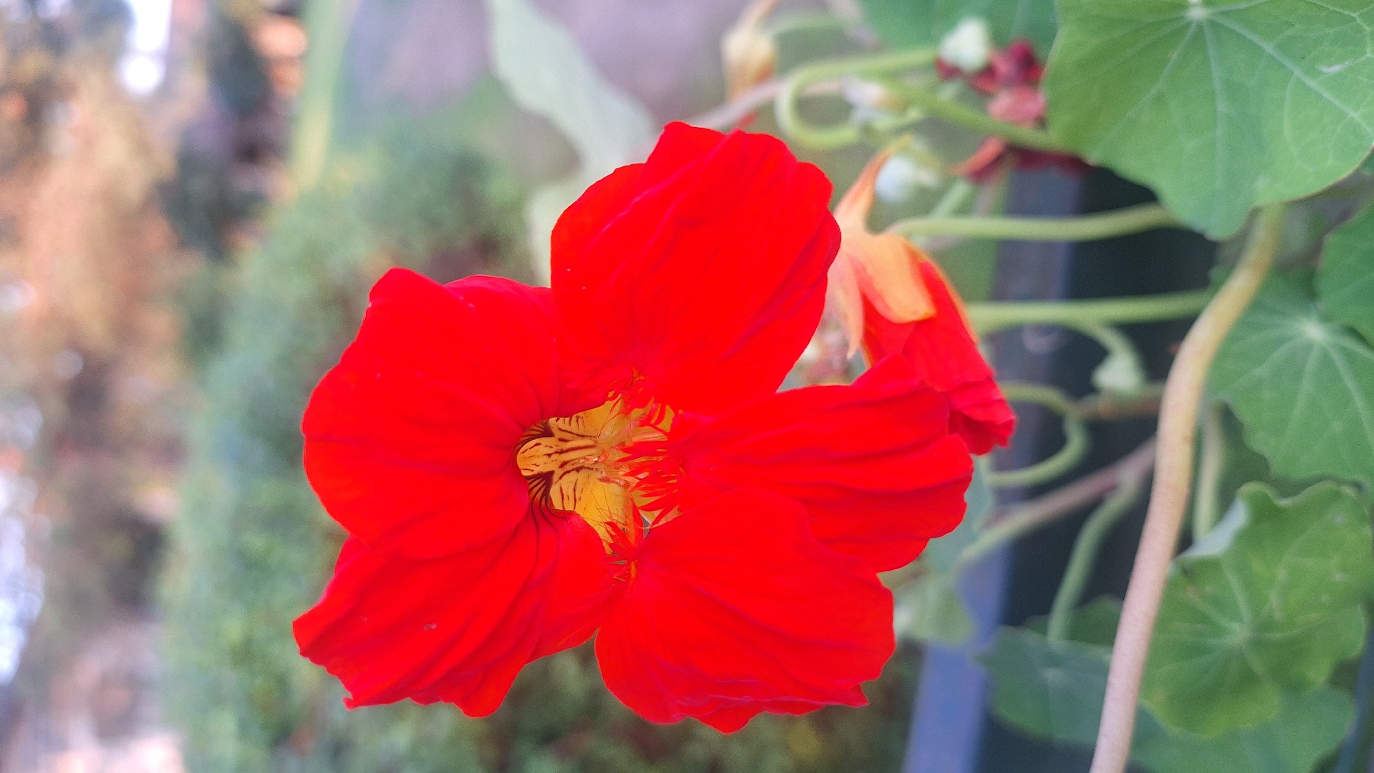A close-up, eye-level, vertical shot features a vibrant red nasturtium flower in the foreground, its petals unfurled and showing intricate yellow markings in the center. The flower is the primary subject and is in sharp focus. Behind the flower, the background is softly blurred, showing green foliage and hints of trees and a pathway, suggesting an outdoor setting, possibly a garden or park. The lighting appears natural, casting soft shadows and highlighting the flower's textures. There are no people or animals visible in the image. The scene is static and peaceful.