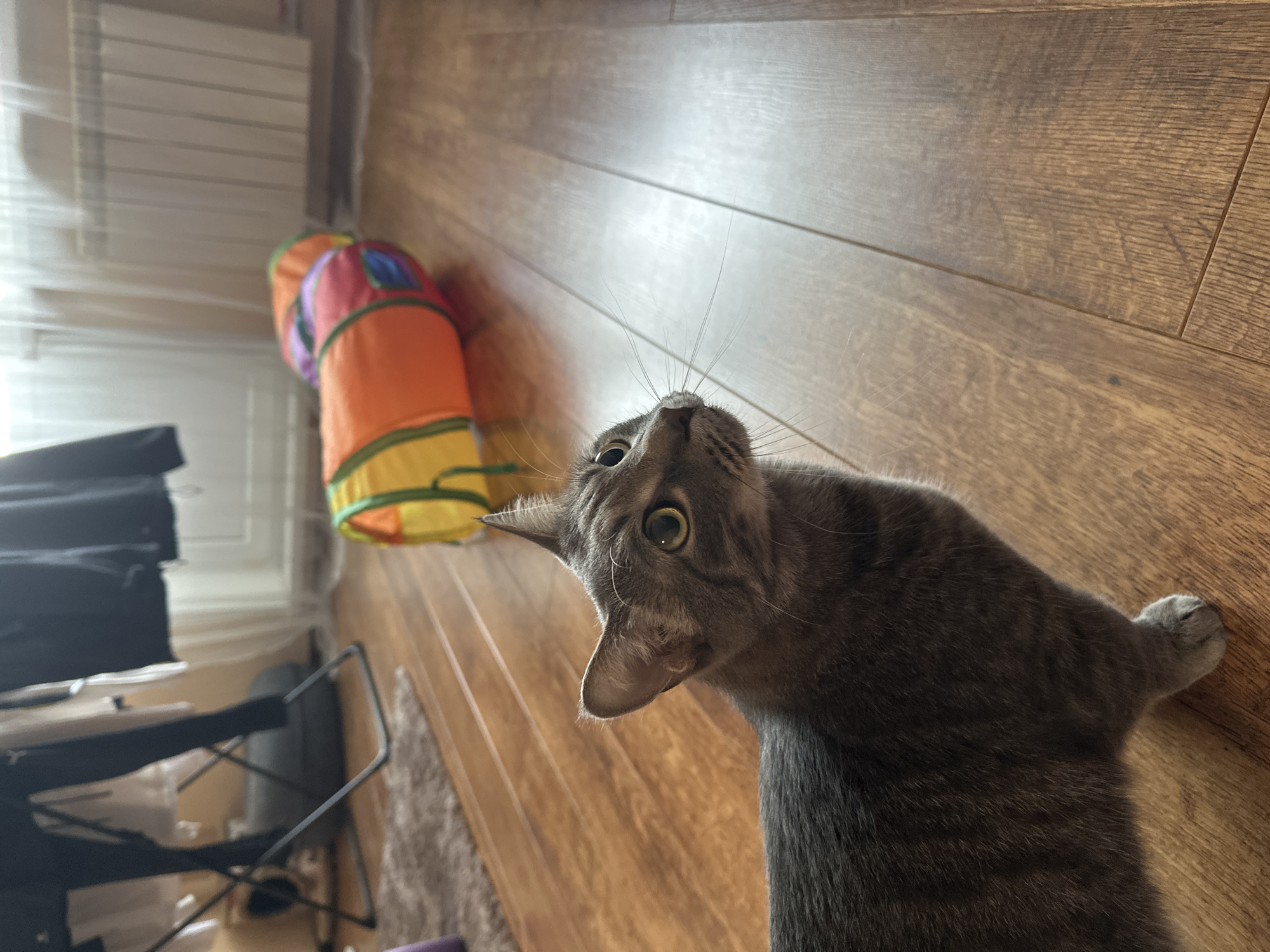 A gray tabby cat is the central subject, looking upwards with wide eyes. The cat is positioned on a wood-patterned floor. A colorful cat tunnel toy lies in the background near a window. In the background is a black folding chair. The photo was taken indoors. There is no evidence that the location is in the city of Krasnoyarsk, Russia.