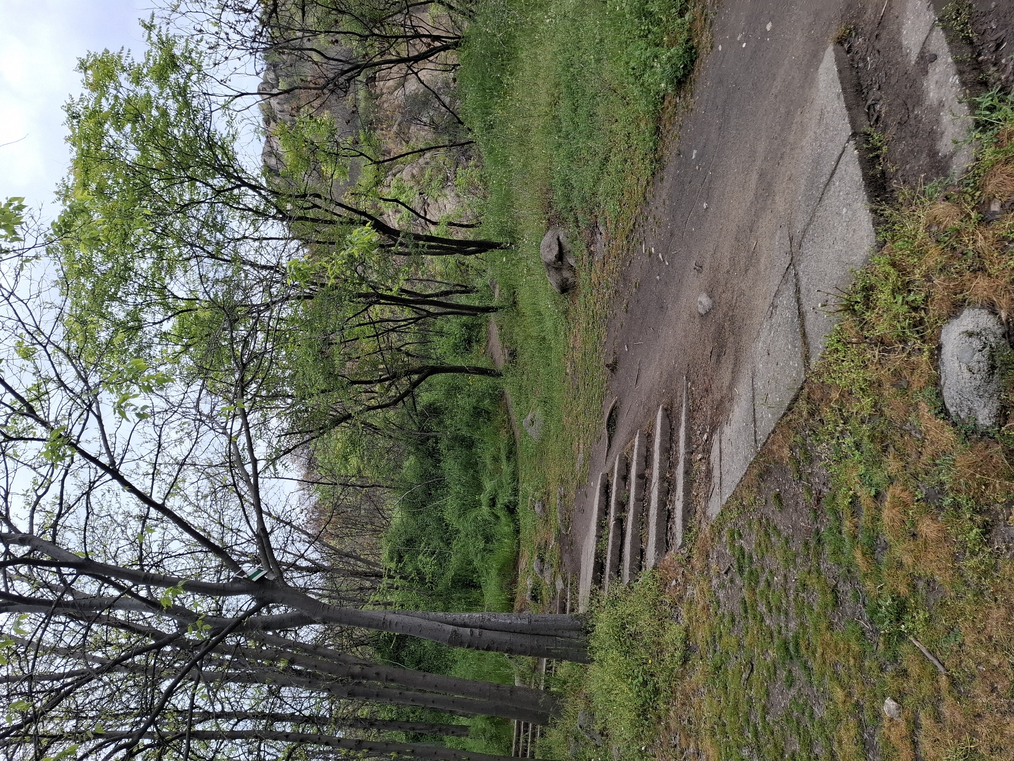 The image captures a vibrant outdoor scene, likely a park or natural trail, during what appears to be early spring in Plovdiv, Bulgaria. The sky, visible at the top, is bright but overcast, suggesting a soft, diffused light without harsh shadows.
On the upper left, a rugged, rocky hillside or cliff face rises, partially obscured by a dense canopy of trees. These trees, primarily visible on the left side of the frame, feature intricate patterns of branches. While many branches remain bare, a significant amount of fresh, bright green foliage is emerging, signaling the transition from winter. A small, rectangular green and white tag or marker is attached to a tree branch towards the upper left, but any text on it is unreadable.
In the mid-ground and extending into the foreground on the right, a winding path is visible. This path is composed of dirt sections interspersed with irregular concrete slabs and several worn, rudimentary concrete steps that ascend slightly. Adjacent to the path, the ground is covered in a mix of lush green grass and patches of dry, brownish vegetation, further supporting the early spring season. A large, dark boulder rests next to the path in the mid-right. A line of tree trunks, some quite substantial, runs along the lower left, with more dense green undergrowth behind them.
No people or animals are present in the scene, which evokes a sense of natural tranquility. The overall impression is one of a verdant landscape coming to life after winter, inviting exploration along its winding paths.