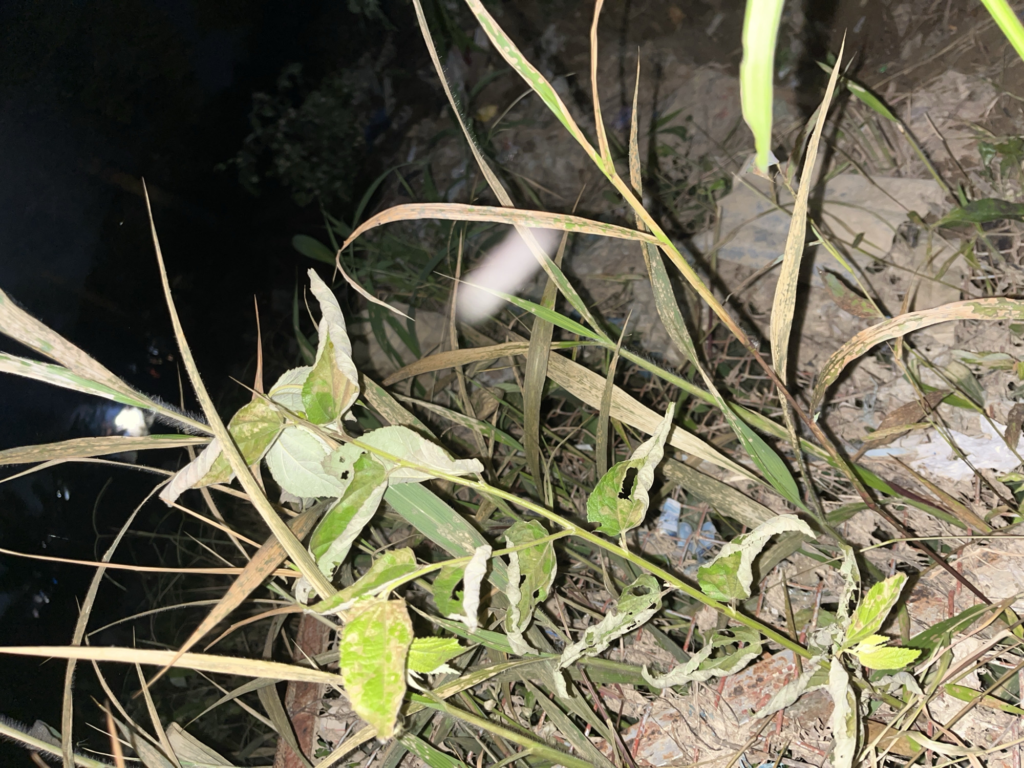 The image depicts a close-up, low-angle view of dry, brown and green foliage in an outdoor setting at night. The plants appear to be grass and some leafy branches, many of which are desiccated and brittle, with some leaves showing signs of decay or damage, such as holes and curled edges. The lighting suggests artificial illumination, possibly from a flashlight or a nearby light source, casting shadows and highlighting textures.
In the background, a dark, out-of-focus area suggests the presence of a void or perhaps water, with faint, blurry lights visible, hinting at a distant or obscured scene. Behind the vegetation, the ground is visible, appearing to be dirt and debris, including what looks like scattered pieces of plastic or refuse, indicating a somewhat unkempt environment.
One of the hints shows a blurry white streak in the middle of the frame, which could be an artifact from motion blur or light trails. Another hint reveals a small, almost imperceptible light source in the dark background, possibly a distant street lamp or vehicle lights.
The overall mood is somewhat somber and desolate, due to the dry, dying plants and the nighttime setting. The environment appears to be a natural or semi-natural area, possibly on the outskirts of a settlement or in a neglected space. The lack of clear details in the background makes it difficult to pinpoint a specific location beyond general terrestrial vegetation. There is no visible text in the image. The context provided of "Kota Kuala Simpang, Indonesia" suggests a tropical or subtropical location where such vegetation might be common.