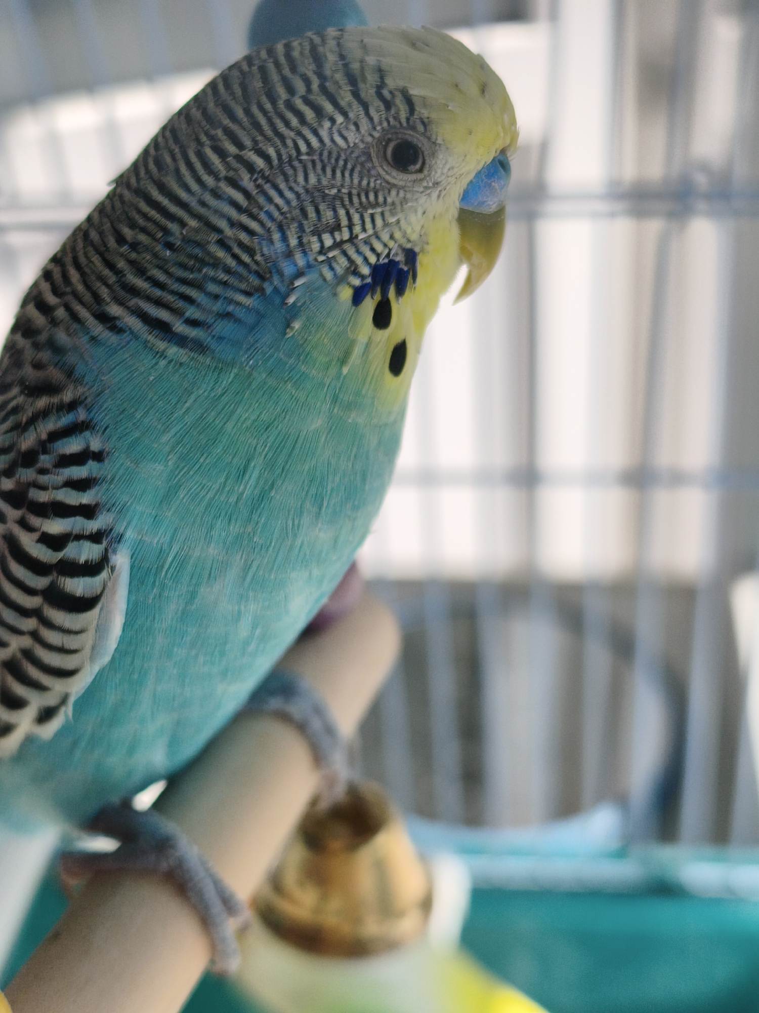 A budgie is perched on a dowel rod inside a cage. The bird is predominantly turquoise with black and white markings on its wings and head. It has a yellow head and chest, with blue around its beak and eyes. A small brass bell hangs from the dowel rod. The background is blurred and consists of vertical white and grey bars, likely the cage bars and a curtain or blinds. The image does not provide any information about the city of Chaikovsky, Russia.