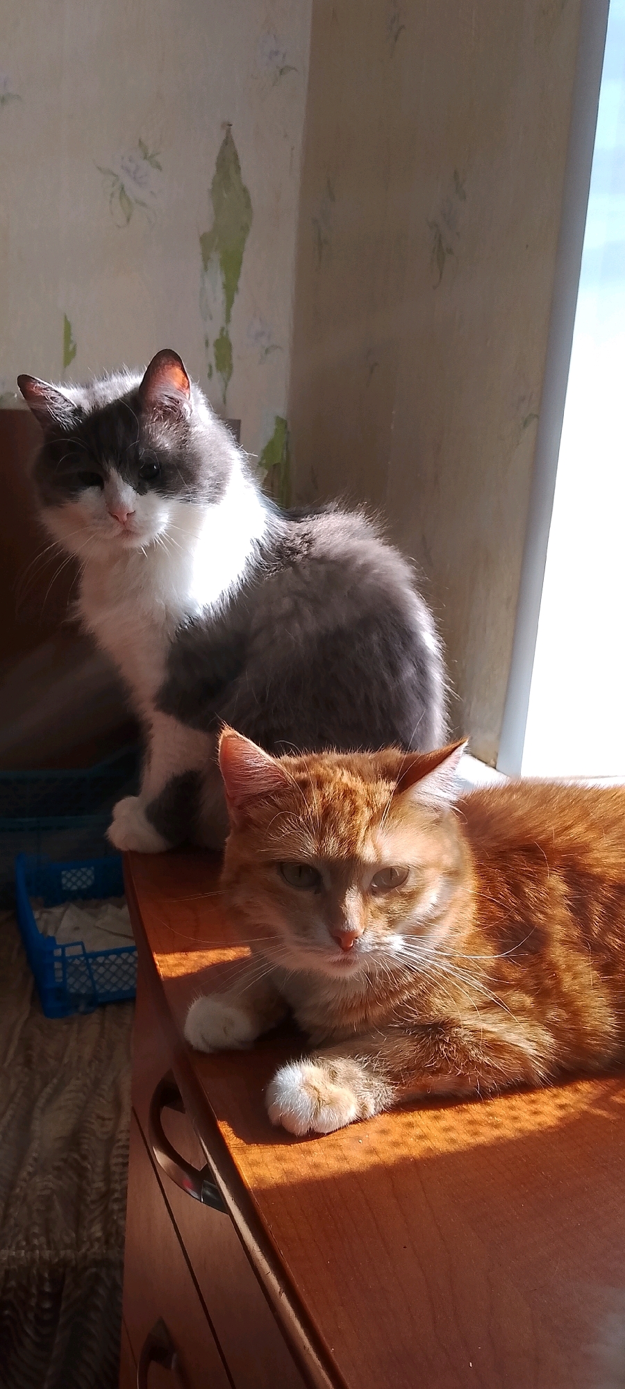Two domestic cats are positioned on a wooden surface. The cat in the foreground is an orange tabby with white paws and is lying down, facing the camera. Its eyes are partially closed. Behind and to the left of the orange cat, a grey and white cat is sitting upright, also facing the camera. This cat has one eye squinted. The background consists of a light-colored wall with peeling floral wallpaper and a window admitting bright sunlight, creating strong shadows. To the left, a blue plastic litter box is visible. The setting appears to be an indoor domestic environment, likely an apartment in Belgorod, Russia, given the context of previous images.