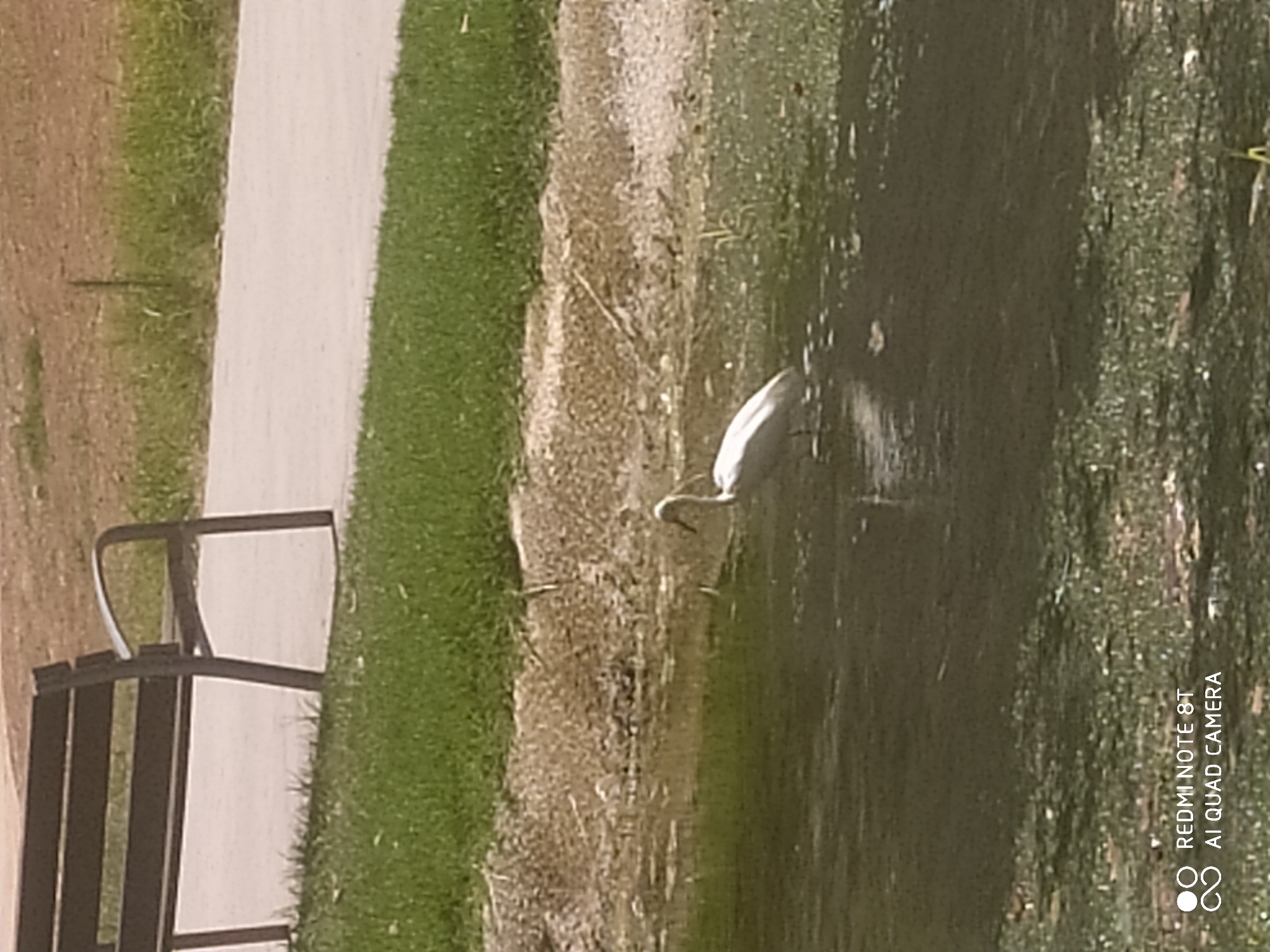 A lone white bird stands in shallow, murky water near the edge of a paved path. The bird is facing to the right and appears to be searching for food. To the left of the path is a dark brown park bench. The ground is covered in grass and dirt. The background is out of focus but suggests a park or natural area. The image includes a watermark in the bottom left corner.