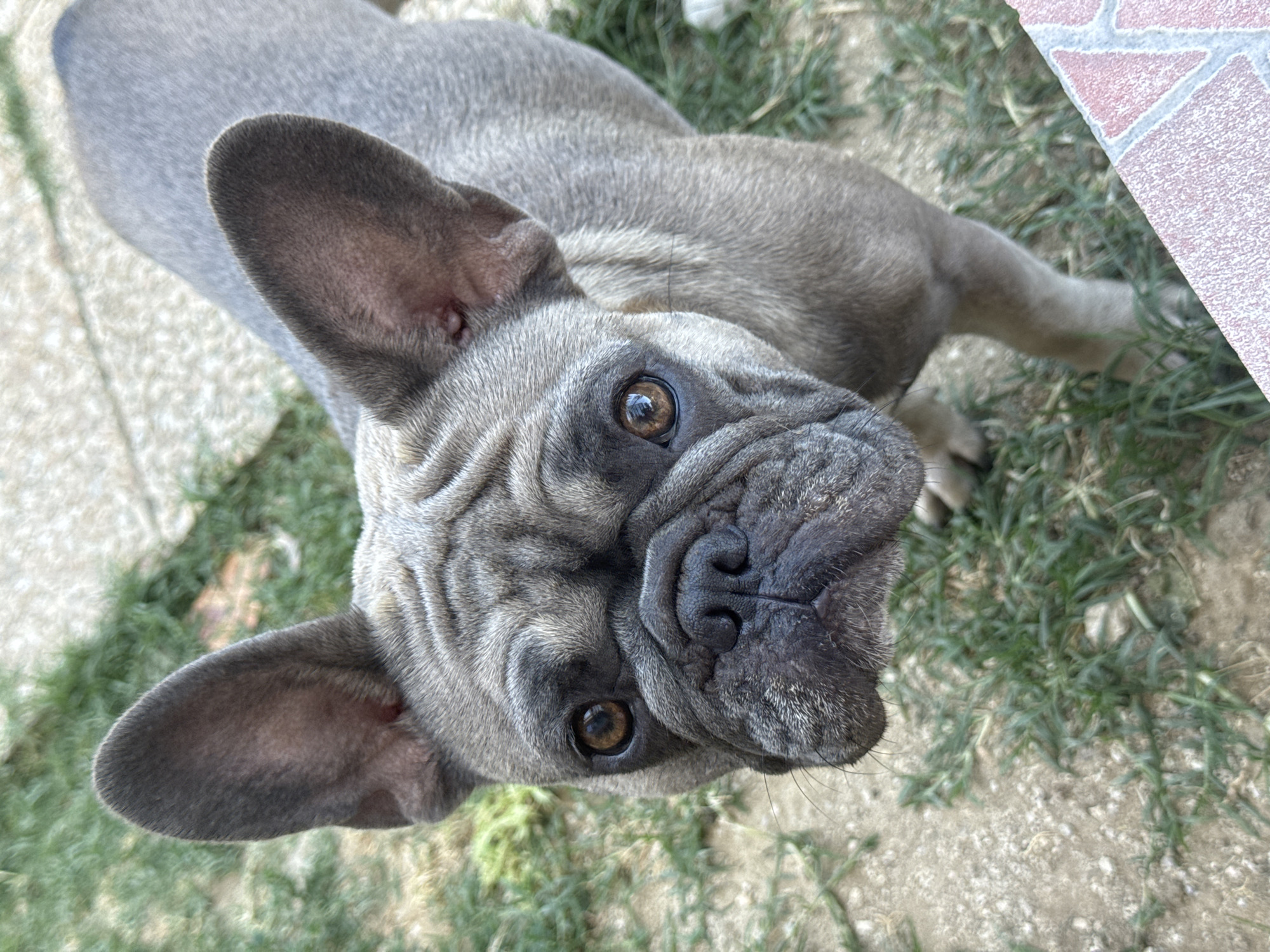 A fawn-colored French Bulldog with dark eyes and large ears is looking directly at the camera. The dog is standing outdoors on a patch of grass with some gravelly ground visible. The image appears to be taken from a slightly elevated angle, looking down at the dog. There are no people or other animals present. The environment is a casual outdoor setting, possibly a backyard or park. The specific location in San Benedetto del Tronto, Italy is not discernible from the image.