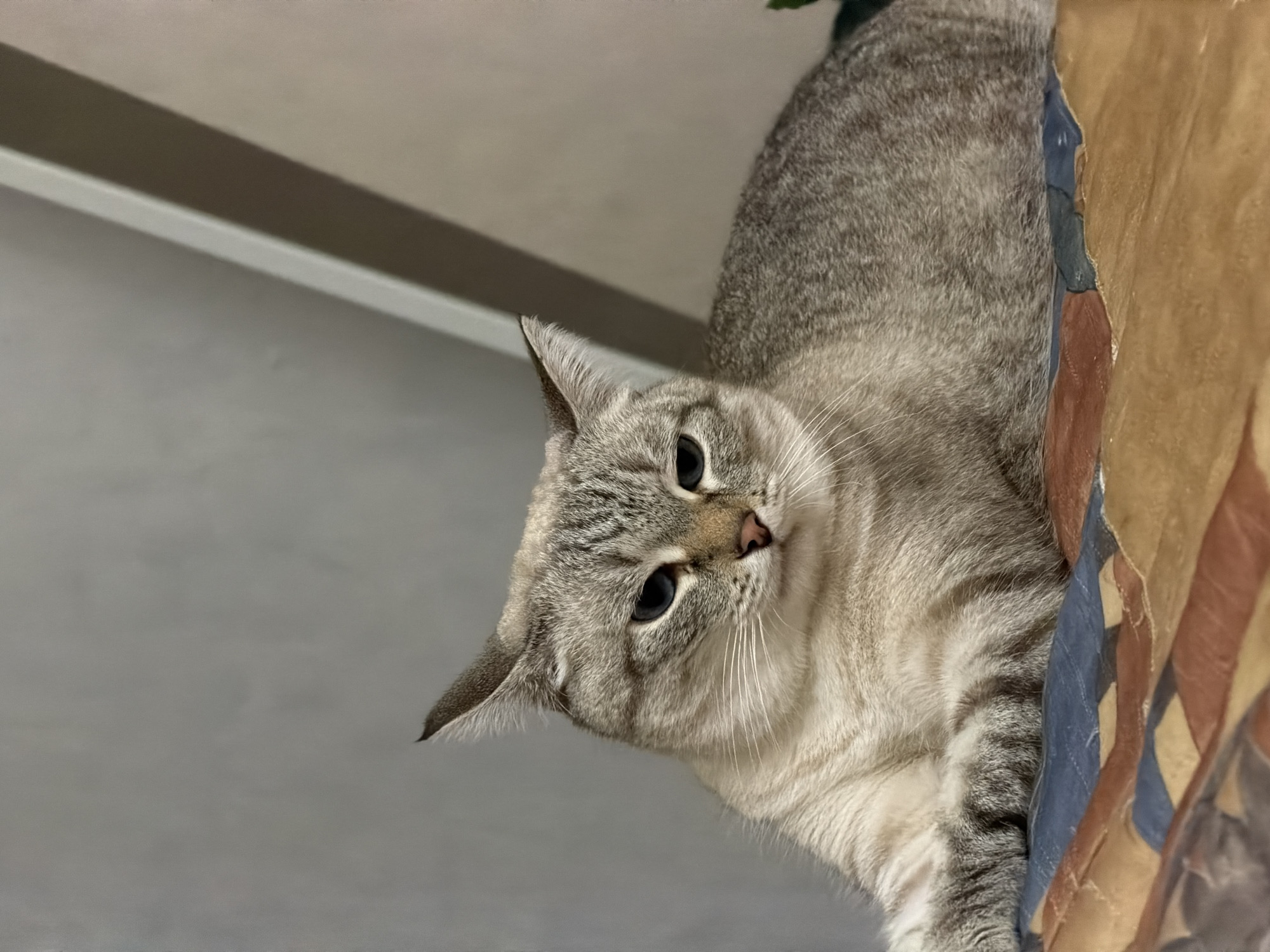 A light gray tabby cat is pictured indoors. It appears the cat is lying on a surface covered with brown and blue fabric, possibly a blanket or upholstered furniture. The cat is looking down at the camera with a slightly tilted head, giving the impression of curiosity. A gray wall is visible in the background. No information is available regarding the specific location in Perm, Russia.