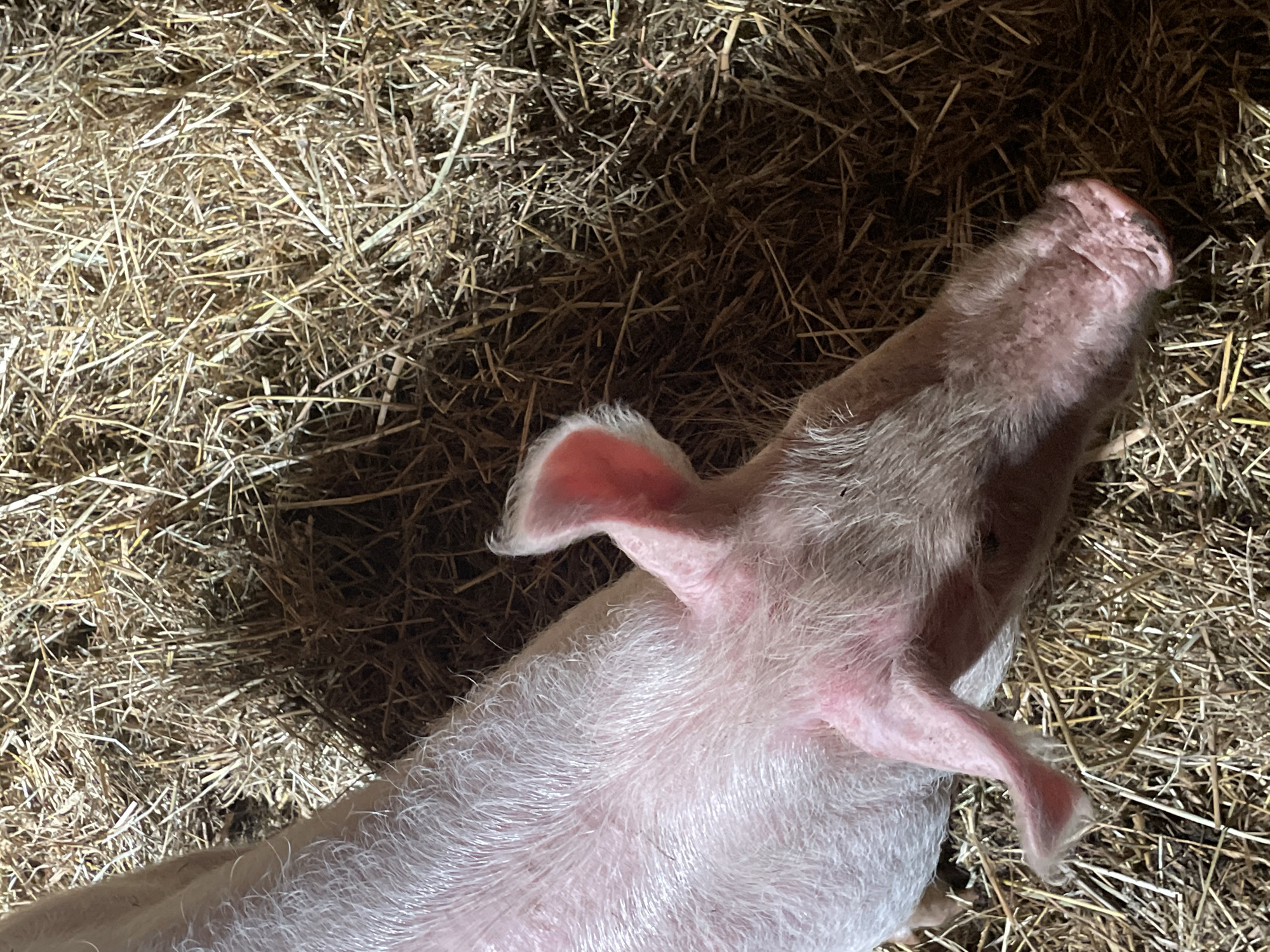 A pink pig lies in straw. The pig's ears are visible, and its snout is pointed upwards. The location of Stepanovo, Russia is not verifiable from the visual data provided.