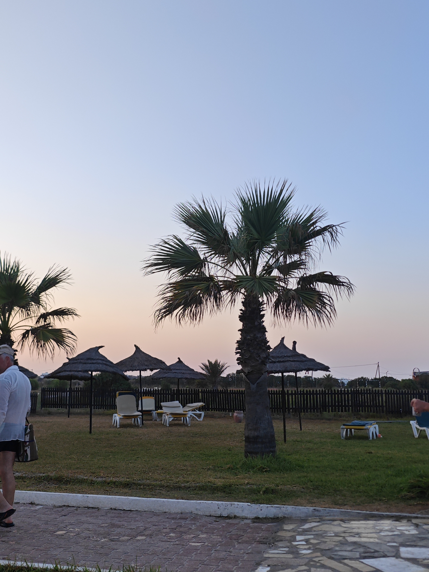 The image depicts a serene outdoor scene, likely at dusk, in Mahdia, Tunisia. In the foreground, a paved walkway with irregular stone tiles is visible, bordered by a white concrete edge. To the left, the lower body of a person wearing black shorts and a white shirt is partially visible, walking away from the camera. They are carrying a woven bag.

The middle ground features a grassy area with several thatched umbrellas providing shade over empty lounge chairs. Two palm trees are prominently featured, one in the center, tall and lush, and another to the left, partially obscuring the view of some umbrellas. A dark wooden fence runs along the background, separating the grassy area from what appears to be a road or pathway beyond. In the distance, silhouetted against the soft, gradient sky of blues and pinks, are more palm trees and some low structures. The overall atmosphere is peaceful, suggesting a resort or a beachside location.