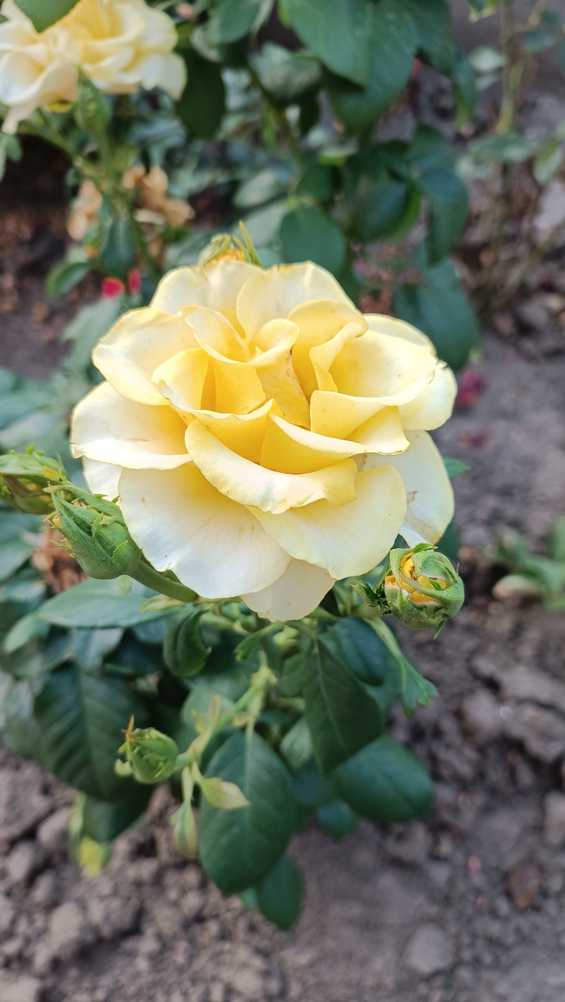 A close-up, eye-level, vertical shot captures a light yellow rose in bloom, set against a blurred backdrop of green foliage and dark, dry soil. The rose is the central subject, its petals unfurling in layers from a tightly wound center, transitioning from a pale yellow at the core to a creamy white at the edges. Two green rosebuds are visible to the left of the bloom, one larger and more developed than the other. The surrounding leaves are a deep green, some appearing slightly wilted. The ground is a dark, earthy brown, with visible cracks and small stones, suggesting dry conditions. No people are present in the image, and no specific action is depicted. The lighting appears natural, casting soft shadows on the petals. The scene is likely an outdoor garden, possibly in Leușeni, Moldova, given the contextual information.