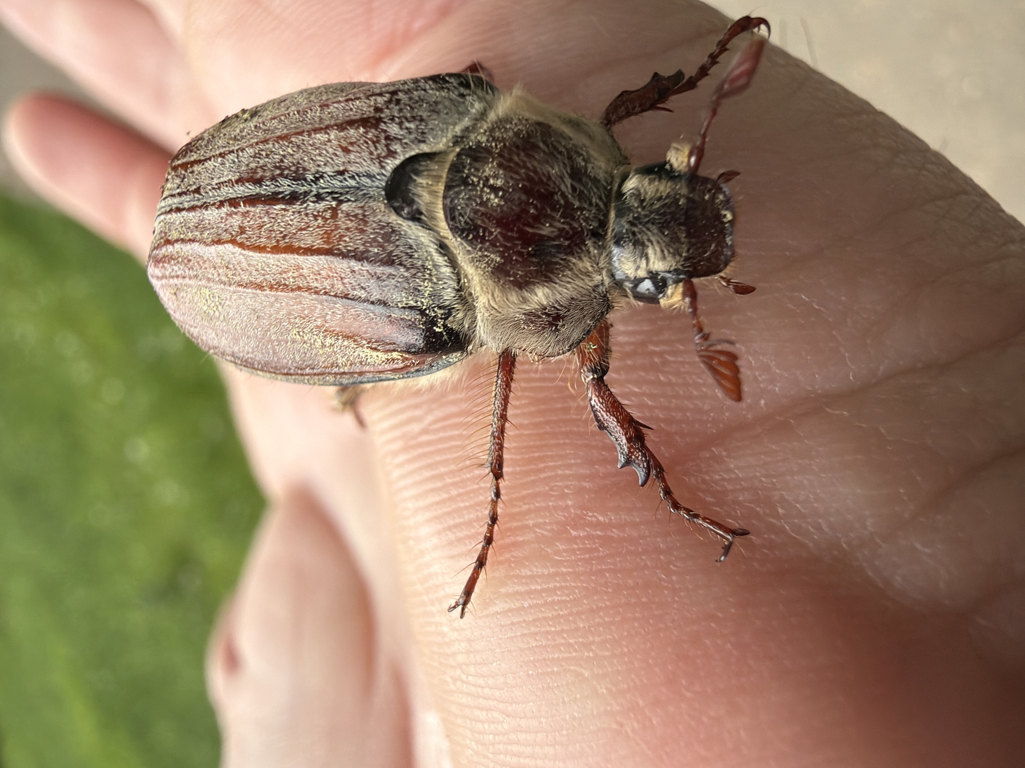 A close-up shows a furry, brown beetle, possibly a May bug or similar scarab beetle, resting on a person's hand. The beetle's wing covers exhibit distinct stripes. Its legs are thin and have small claws. The person's hand is pale and shows skin texture. A blurry green object (likely a leaf) is visible in the background. There is no evidence suggesting that the photograph was taken in Moscow, Russia.