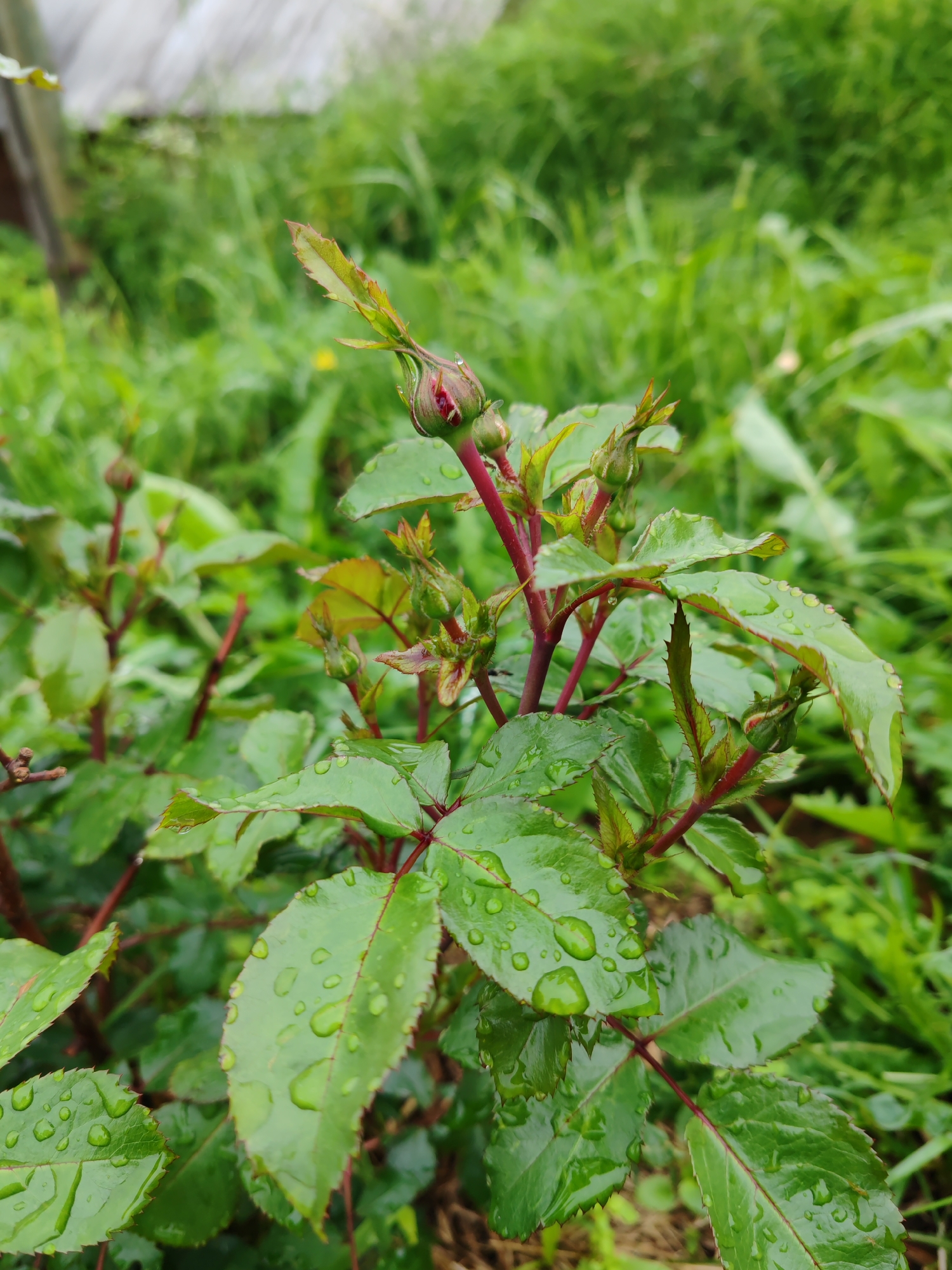 The image shows a close-up of a rose bush with several buds and leaves covered in water droplets, suggesting it has recently rained. The rose buds are small and appear to be in the early stages of development, with one bud showing a hint of red color. The leaves are a vibrant green and have serrated edges. The stems are reddish-brown and thorny. In the background, there is lush green foliage and grass, indicating an outdoor setting. There are no people or animals visible in the image. The lighting is soft and diffused, consistent with overcast weather. The location is a garden or natural area, and it is not possible to ascertain the specific location within the city of Чухлэм, Russia from the image alone.
