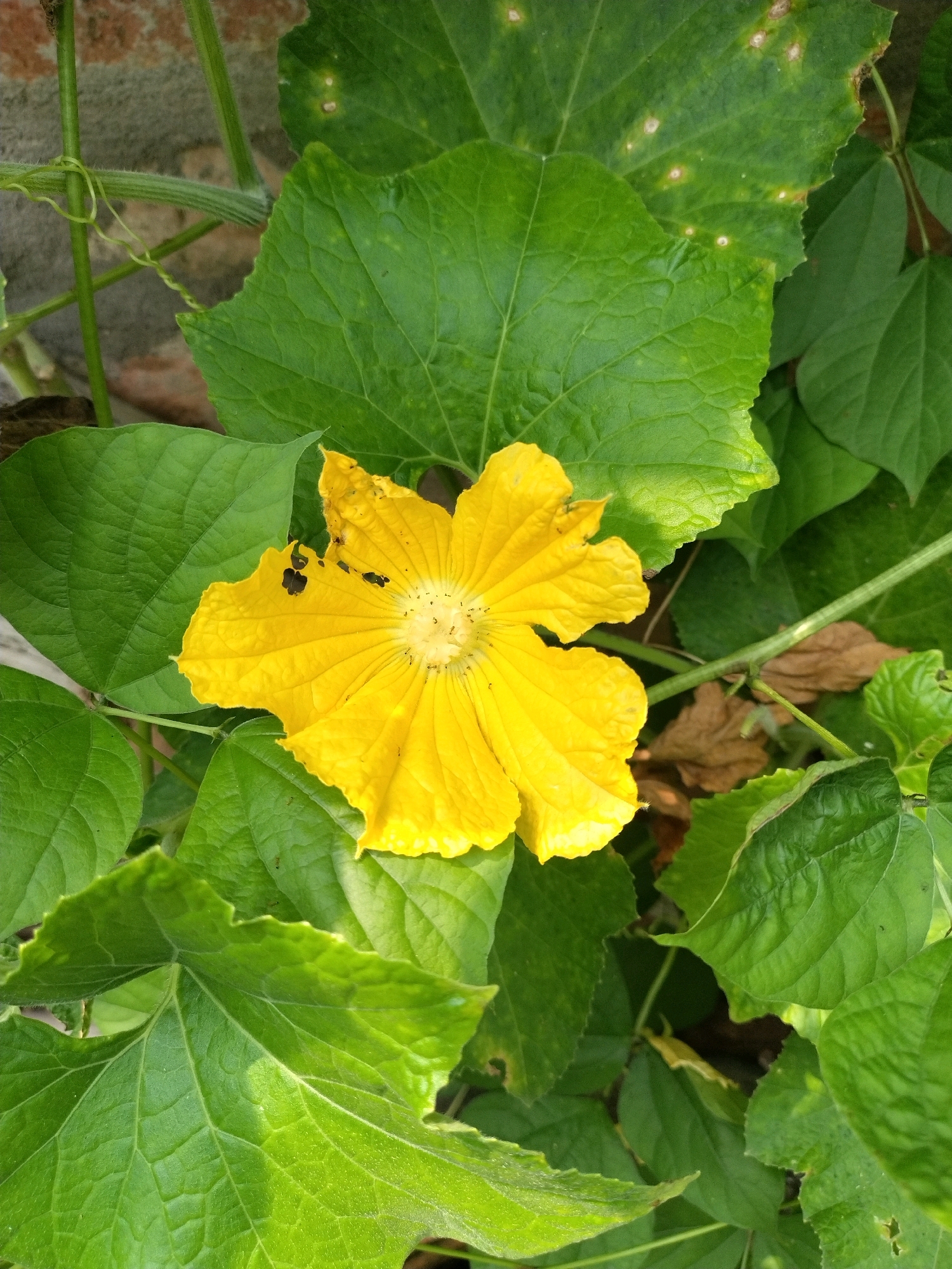 A close-up, eye-level shot captures a vibrant yellow flower of a gourd plant amidst lush green foliage. The flower, with its delicate, ruffled petals, is the central focus, showcasing a light yellow center. Several small, dark insects are visible on the petals, suggesting pollination activity. The surrounding leaves are large and textured, with some showing signs of minor damage or discoloration. The scene is set outdoors, likely in a garden or a natural environment, possibly in Sagardighi, India, given the typical flora of the region. The background is softly blurred, hinting at a brick wall and other natural elements, further grounding the image in a rural or semi-rural setting.
