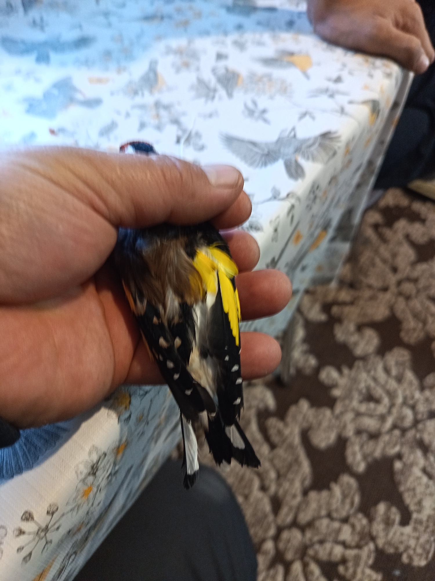 A person's hand firmly grips a Goldfinch bird. The bird's plumage is visible, showcasing black and white tail feathers, yellow wing markings, and a red face. The background includes a patterned tablecloth with a bird design and a carpet on the floor. The location is not discernible from the image, and there is no information to suggest it is in Nizhnevartovsk, Russia.