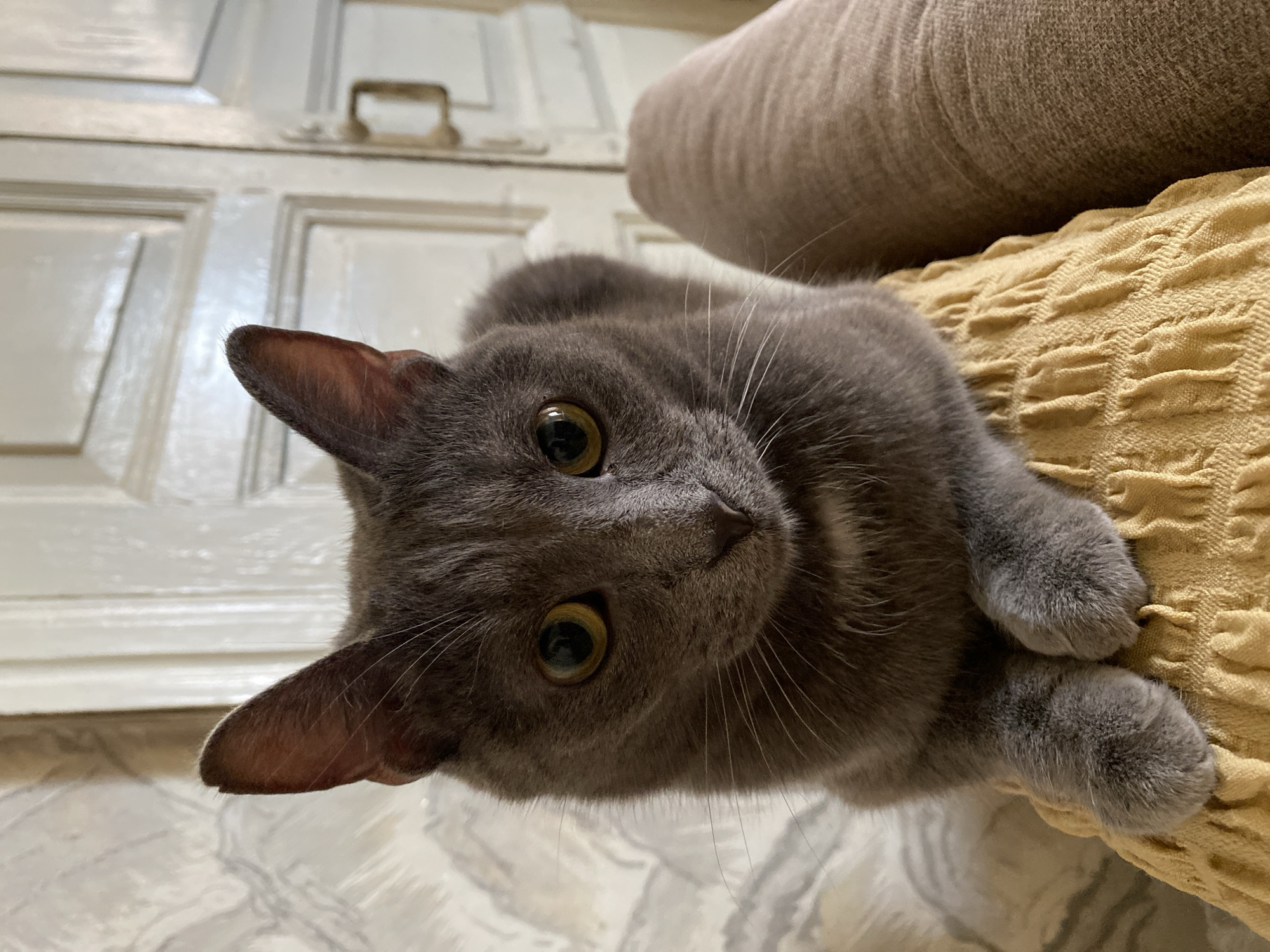 A close-up, head-on shot captures a grey cat with large, round, yellow eyes and pointed ears looking directly at the camera. The cat is perched on a textured yellow cushion, with its front paws neatly tucked beneath its chest. To the right of the cat, a portion of a brown upholstered surface, possibly a couch, is visible. In the background, a closed white door with decorative panels and a brass handle is slightly out of focus. The wall to the left of the door has a marbled pattern. The lighting appears to be natural and soft. The scene is indoors, in an environment that suggests a domestic setting.