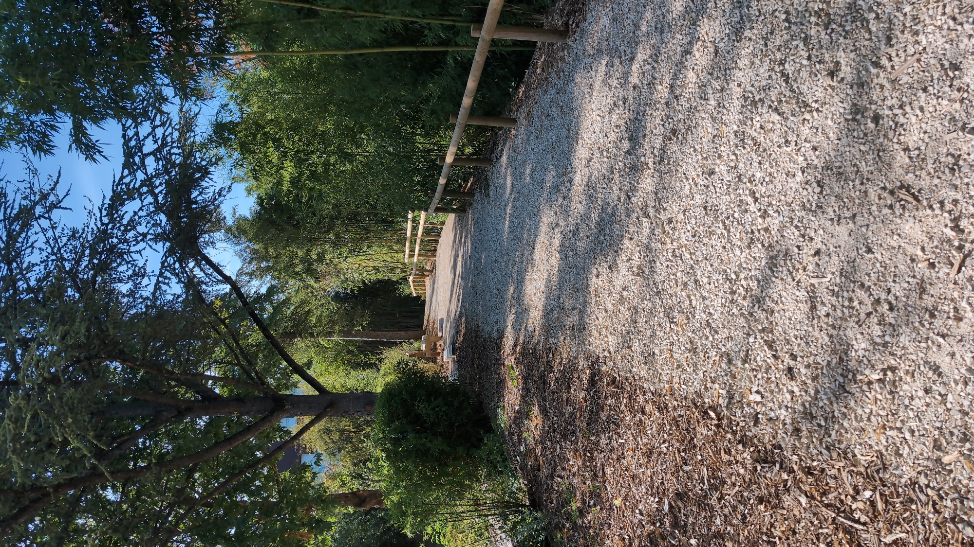 The image depicts a gravel pathway winding through a park-like setting with dense green foliage. On the left side of the pathway, there is a large tree with dark bark and a canopy of green leaves, situated near a bed of wood chips and smaller plants. On the right side of the pathway, a wooden railing with vertical posts and horizontal bars borders the path. Beyond the railing, a dense growth of bamboo and other trees creates a lush green backdrop. The pathway itself is covered in small, light-colored gravel and is illuminated by sunlight, casting shadows from the trees and railing. The sky above is clear and blue. The location is the Parc de la Colombière in Dijon, France, known for its diverse plant life and walking paths. There are no people or animals visible in the image.