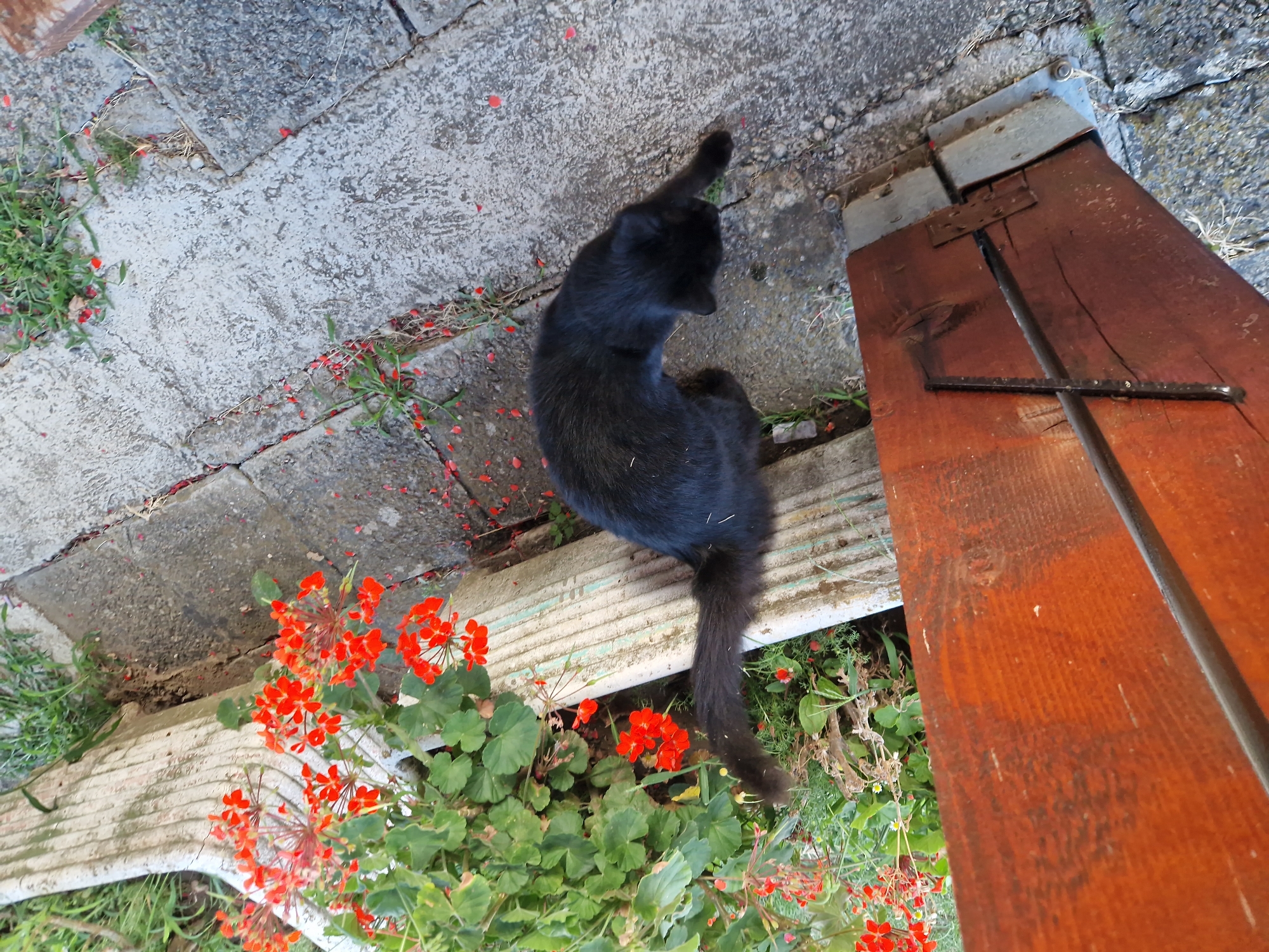 A black cat is walking on a concrete path in front of a planter filled with red flowers and green leaves. A wooden structure is on the left side of the image. The environment appears to be outdoors.