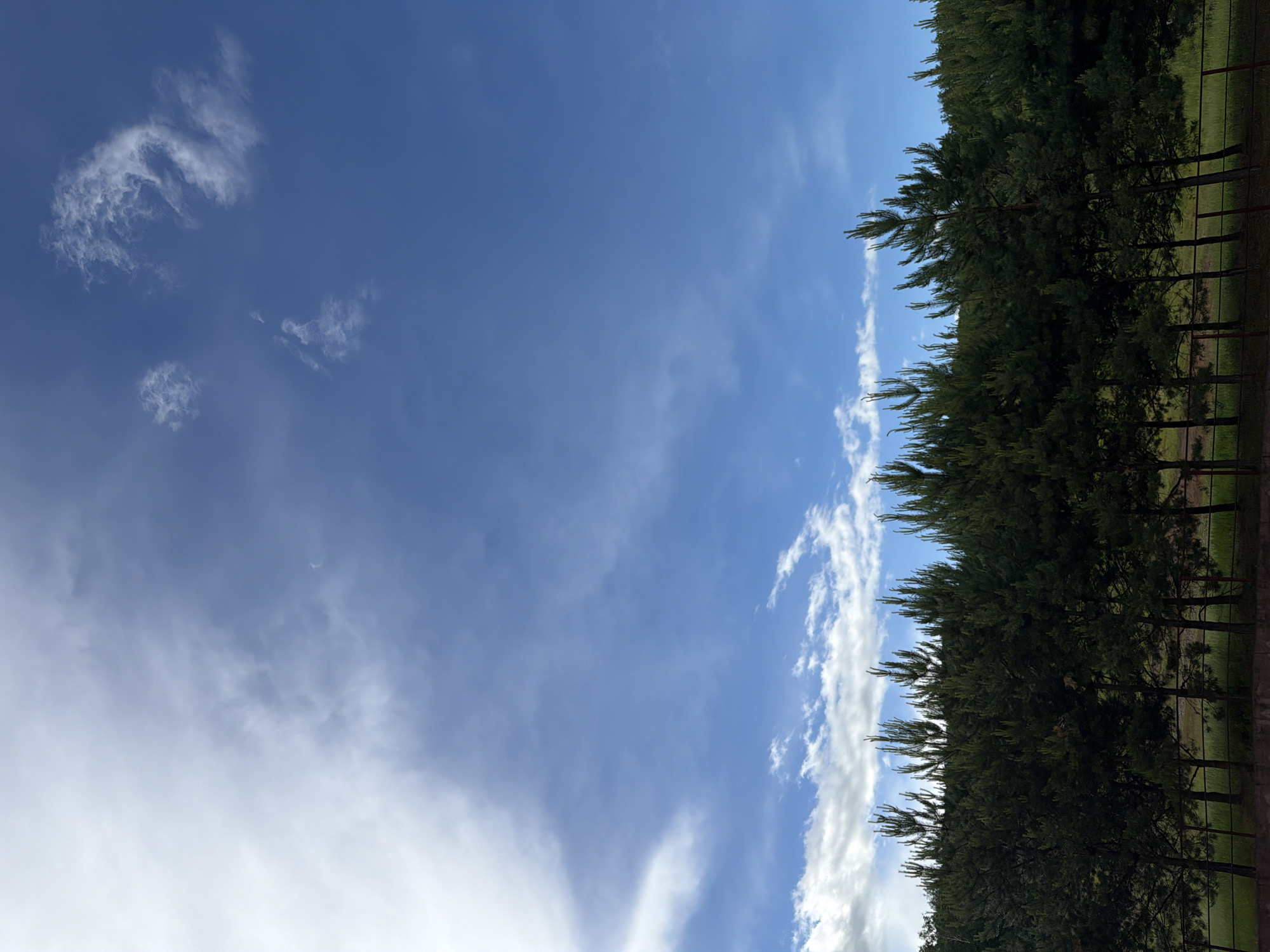This is a photograph of a line of pine trees against a blue sky with scattered clouds. The trees are dark green and appear to be planted in a row. A thin wire fence runs along the base of the trees. The sky is a bright blue with wispy white clouds, particularly in the upper left portion of the image. The scene appears to be outdoors, possibly in a park or a rural area. The photograph does not depict any people or actions. The location is not specified in the image or its description.