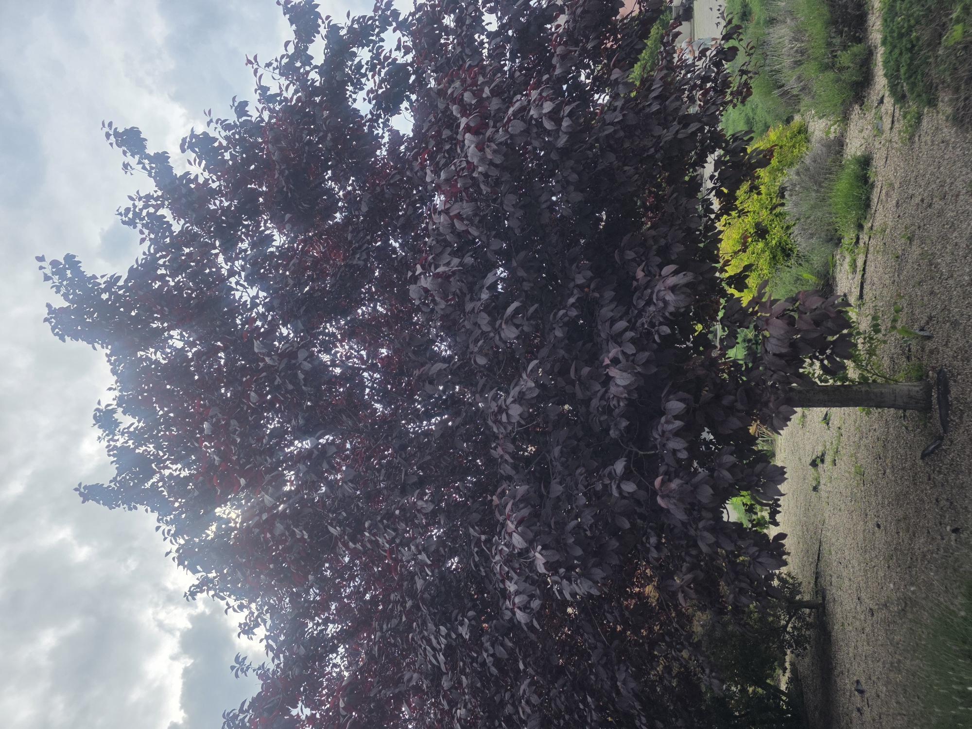 The image displays a mature tree with dense, dark reddish-purple foliage centrally positioned against a cloudy sky in Bila Tserkva, Ukraine. Sunlight partially pierces the upper canopy, creating bright areas and lens flare. The sky features scattered grey and white clouds. The ground area beneath the tree is covered with light-colored gravel, with intermittent patches of green and dry vegetation, including low-growing shrubs and grasses. A distinct patch of bright yellowish-green shrubbery is visible in the mid-right background. In the far background, to the right of the tree's canopy, two human figures are faintly discernible, with one appearing to wear light clothing. Several small, dark objects, consistent with birds, are present on the ground near the distant figures.