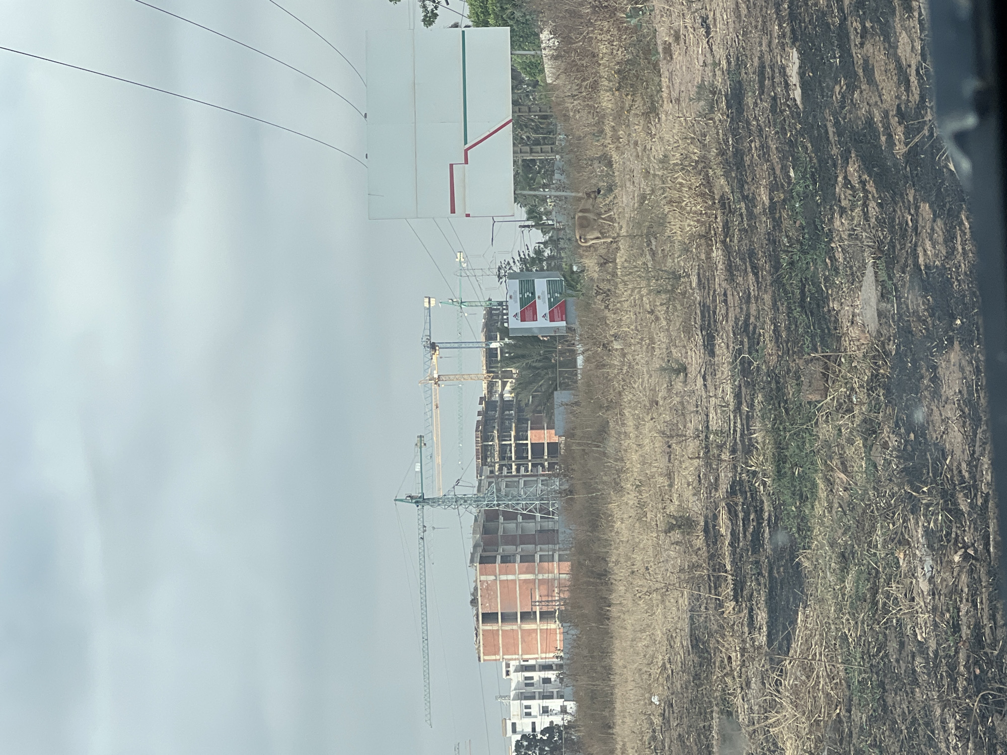 An unidentifiable wild animal, possibly a canine, walks through a field of dry grass in Casablanca, Morocco. In the background, a large white billboard with red and green stripes stands to the right, while several construction cranes and unfinished buildings are visible to the left. The sky is overcast.